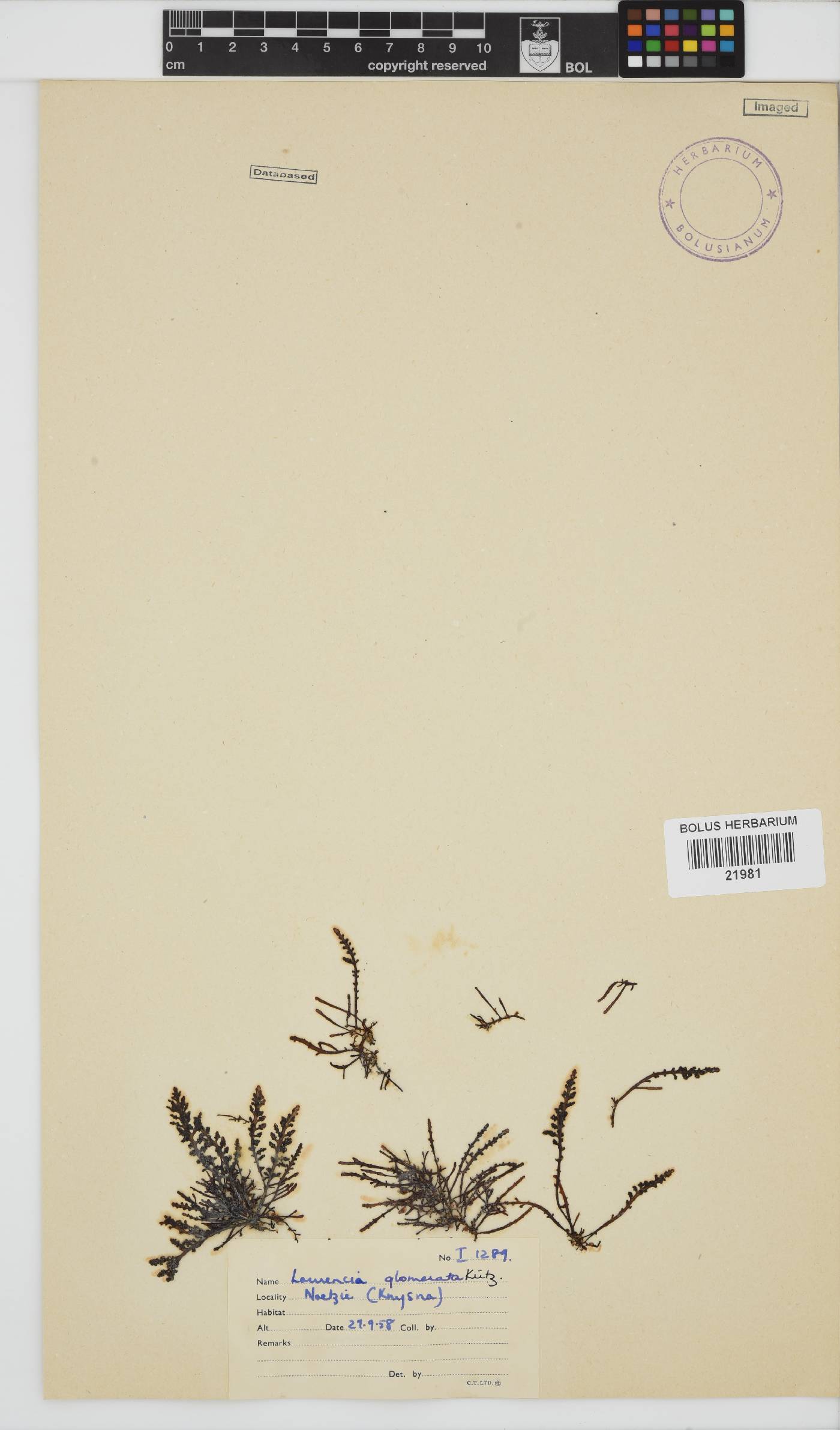 Laurencia glomerata image