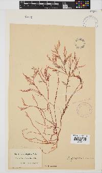 Laurencia glomerata image