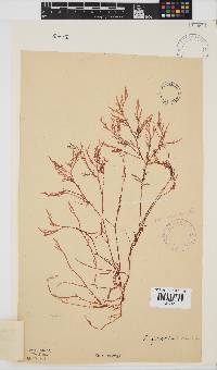 Laurencia glomerata image