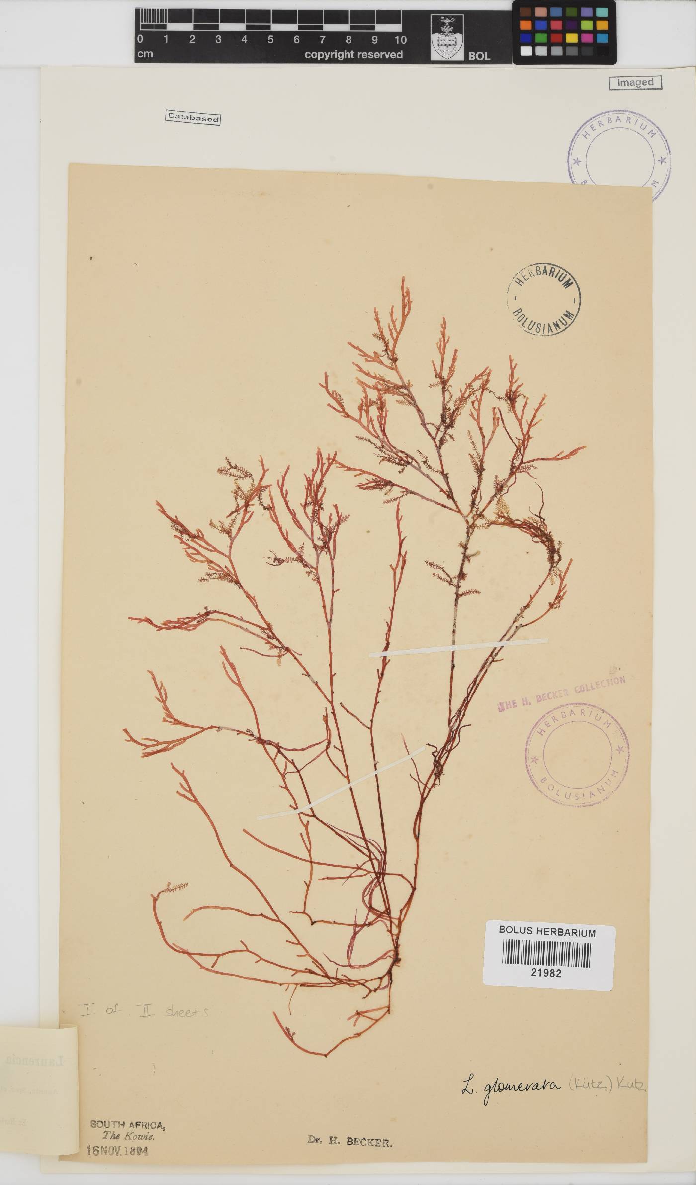 Laurencia glomerata image