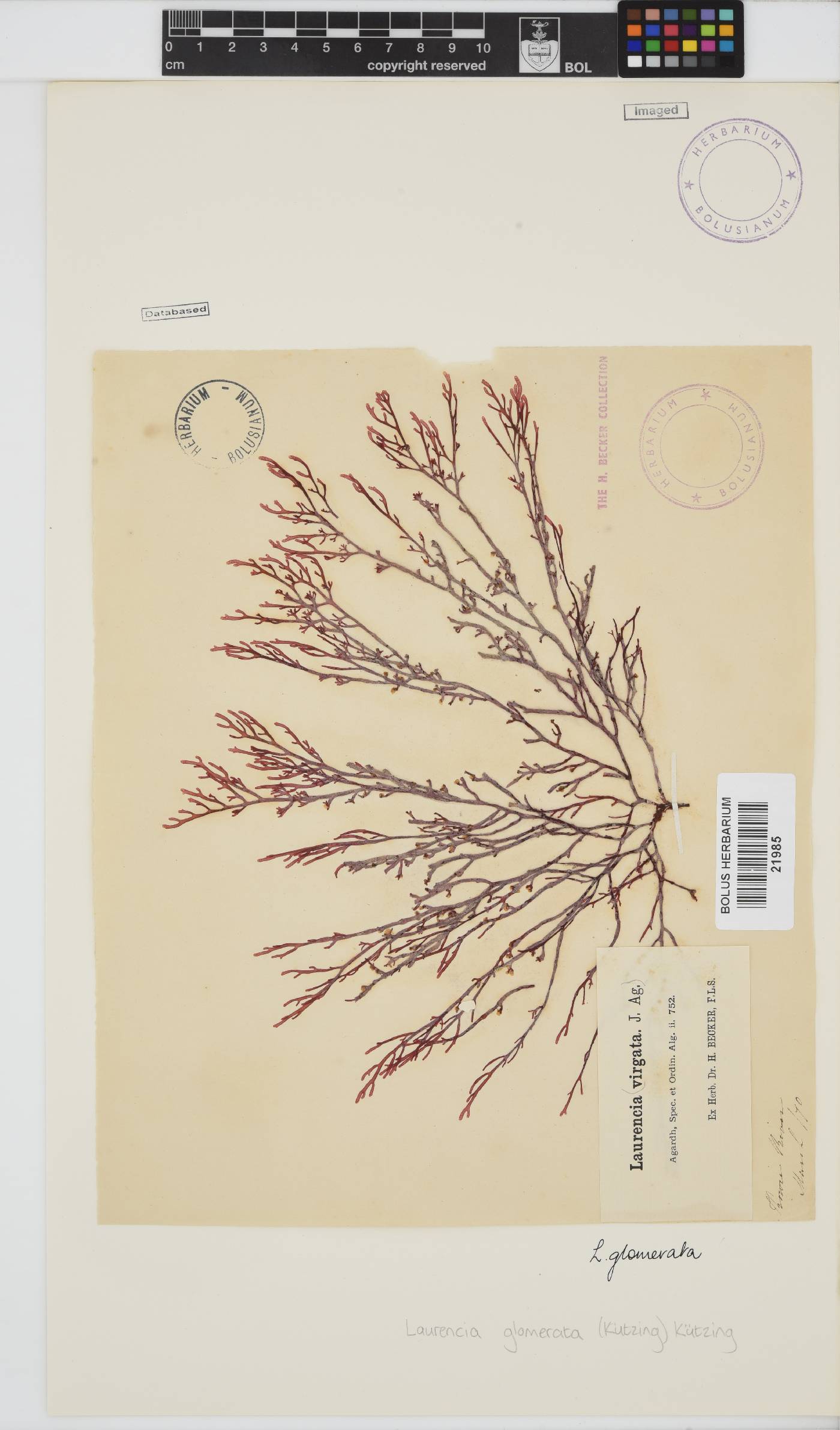 Laurencia glomerata image