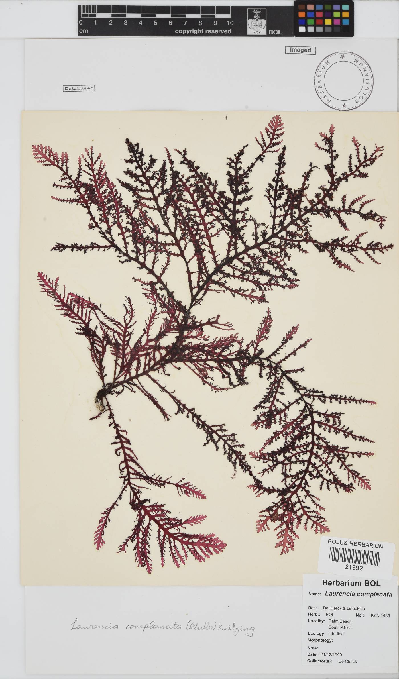 Laurencia complanata image