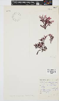 Laurencia complanata image