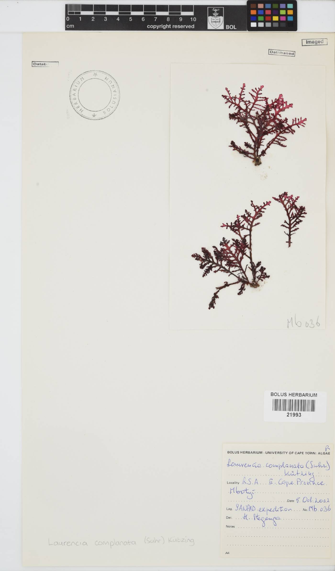 Laurencia complanata image