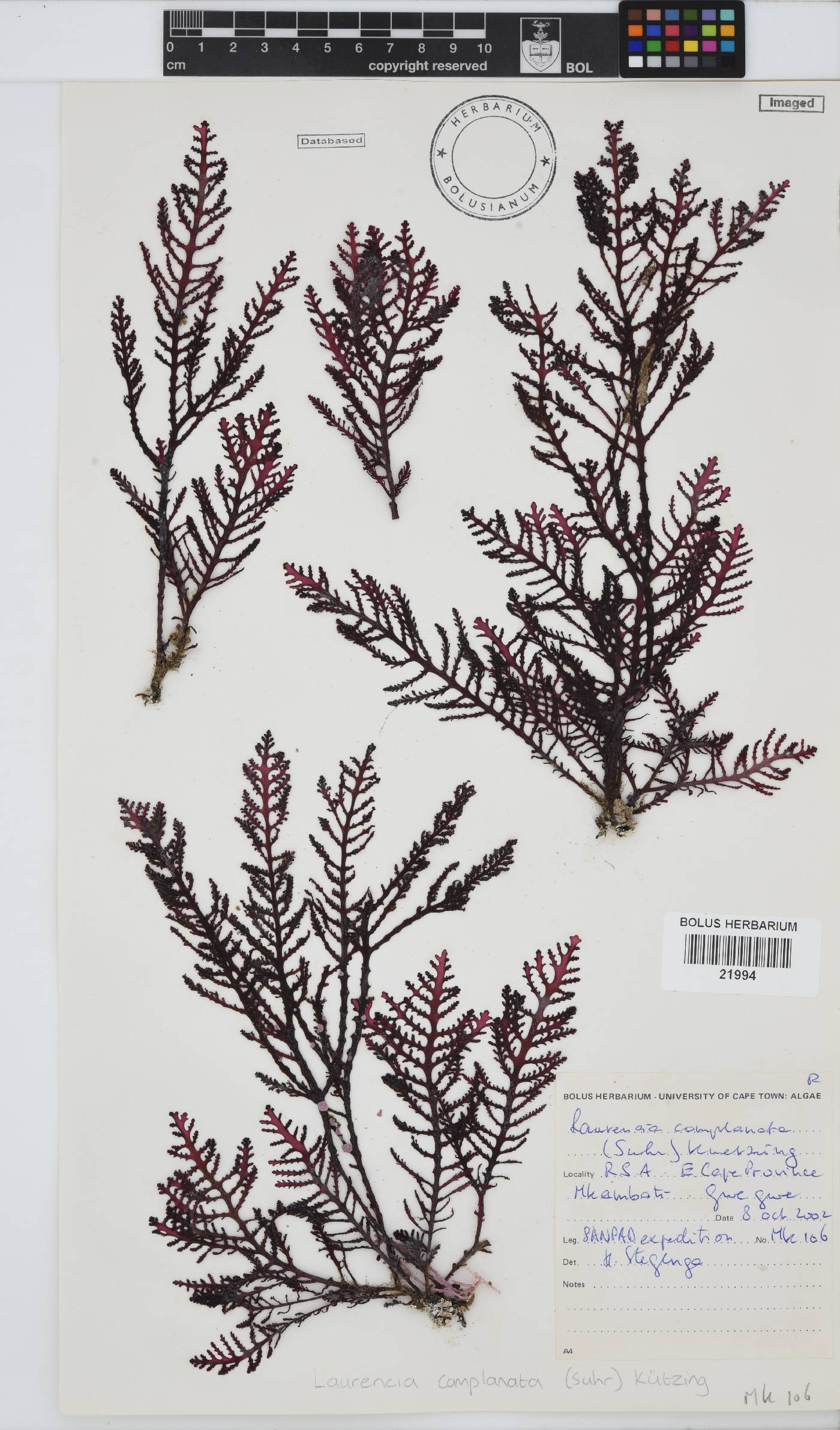 Laurencia complanata image