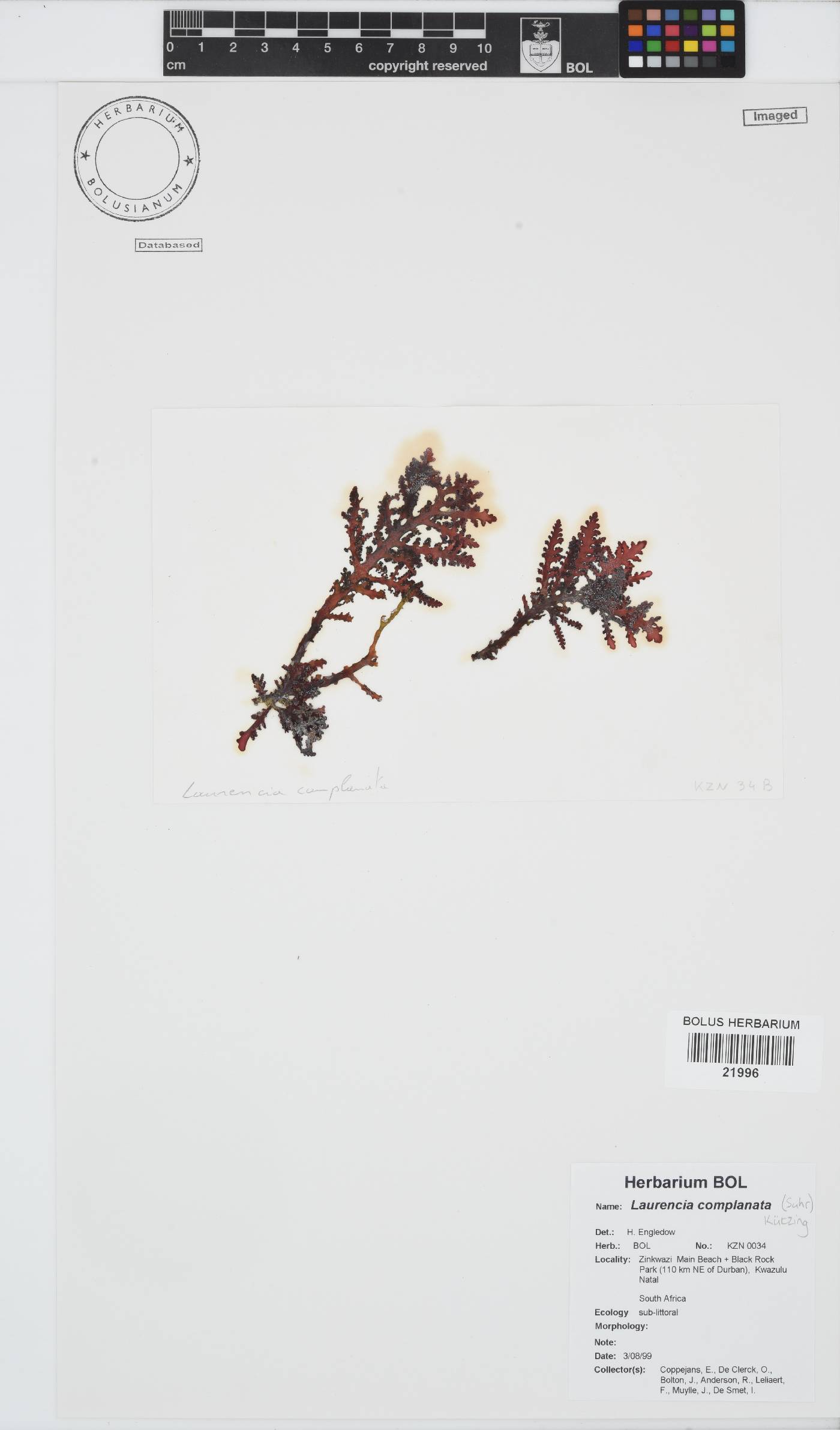Laurencia complanata image