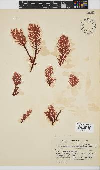 Laurencia complanata image