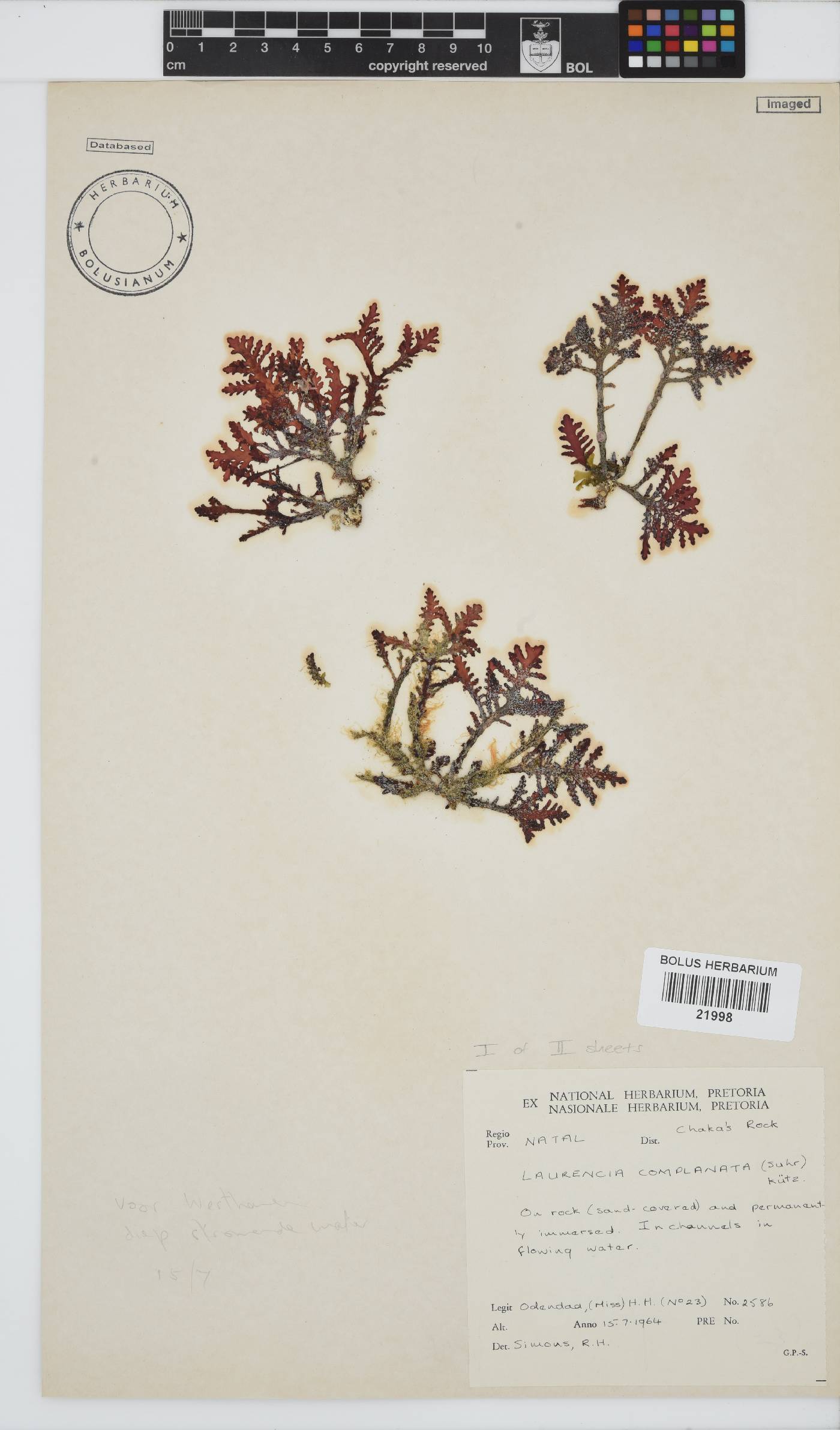 Laurencia complanata image