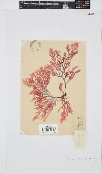 Laurencia flexuosa image