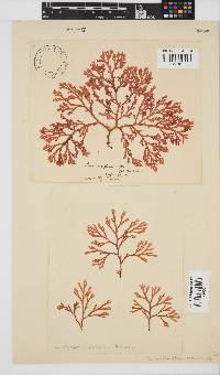 Laurencia flexuosa image