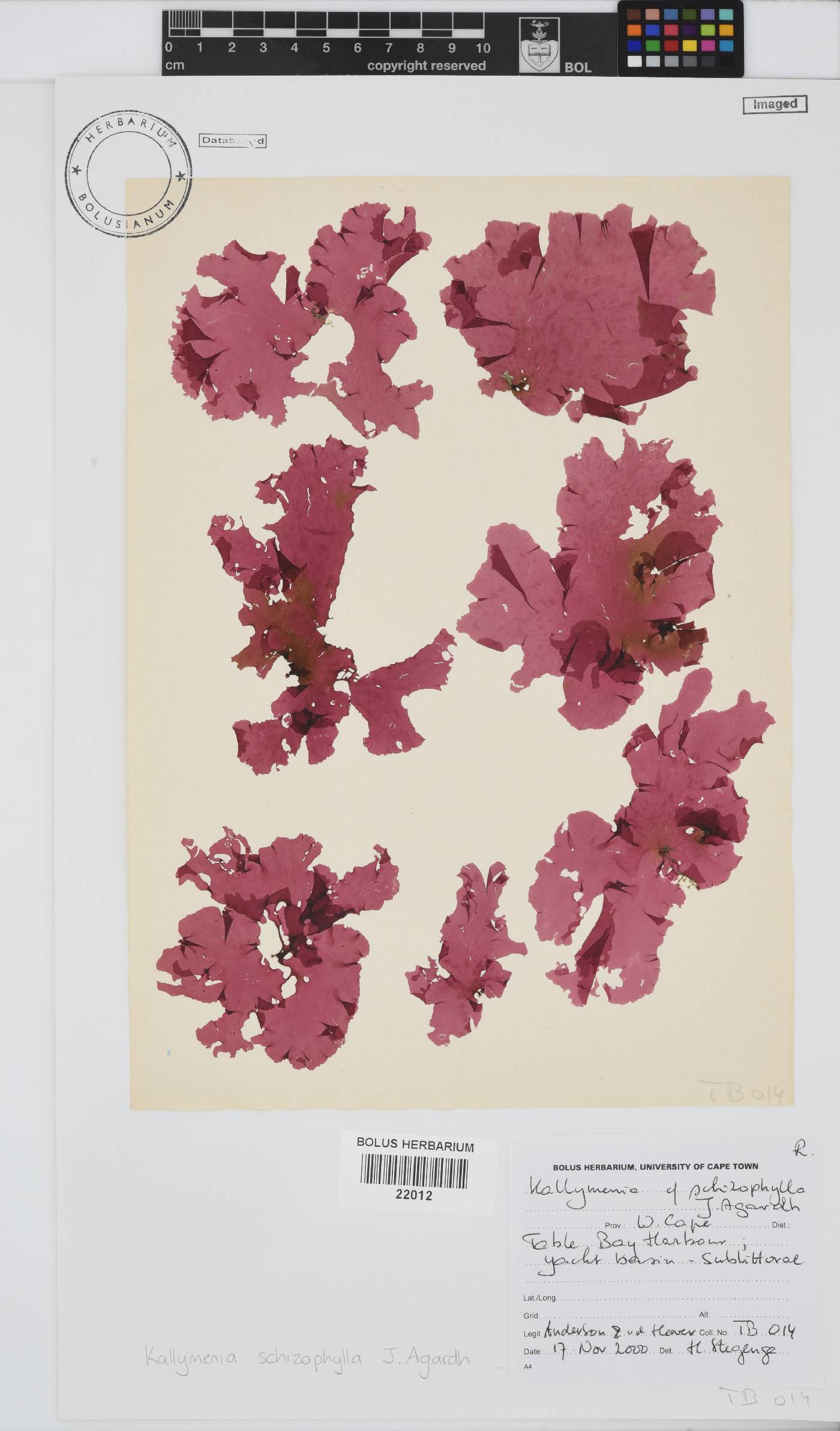 Kallymeniaceae image