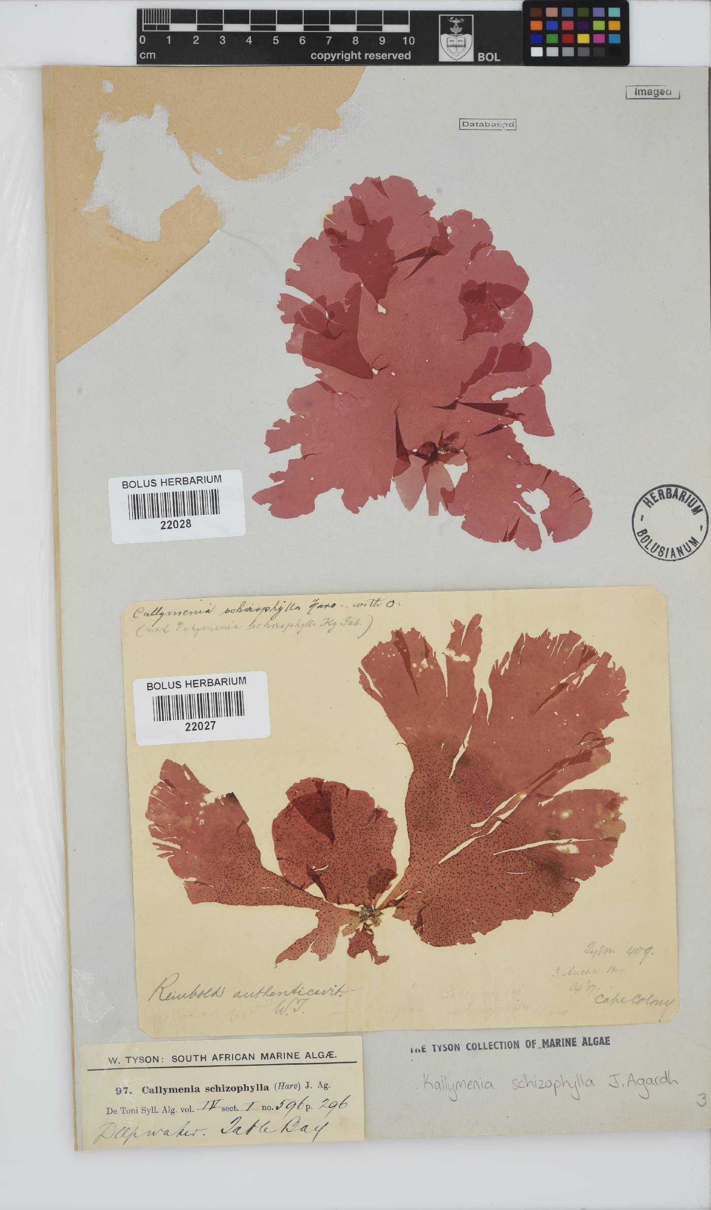 Austrokallymenia schizophylla image