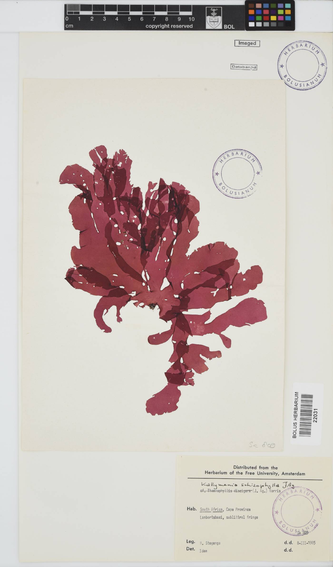 Austrokallymenia schizophylla image