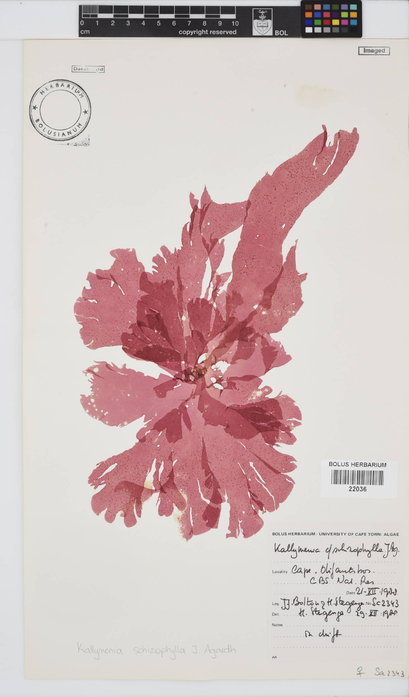 Austrokallymenia schizophylla image