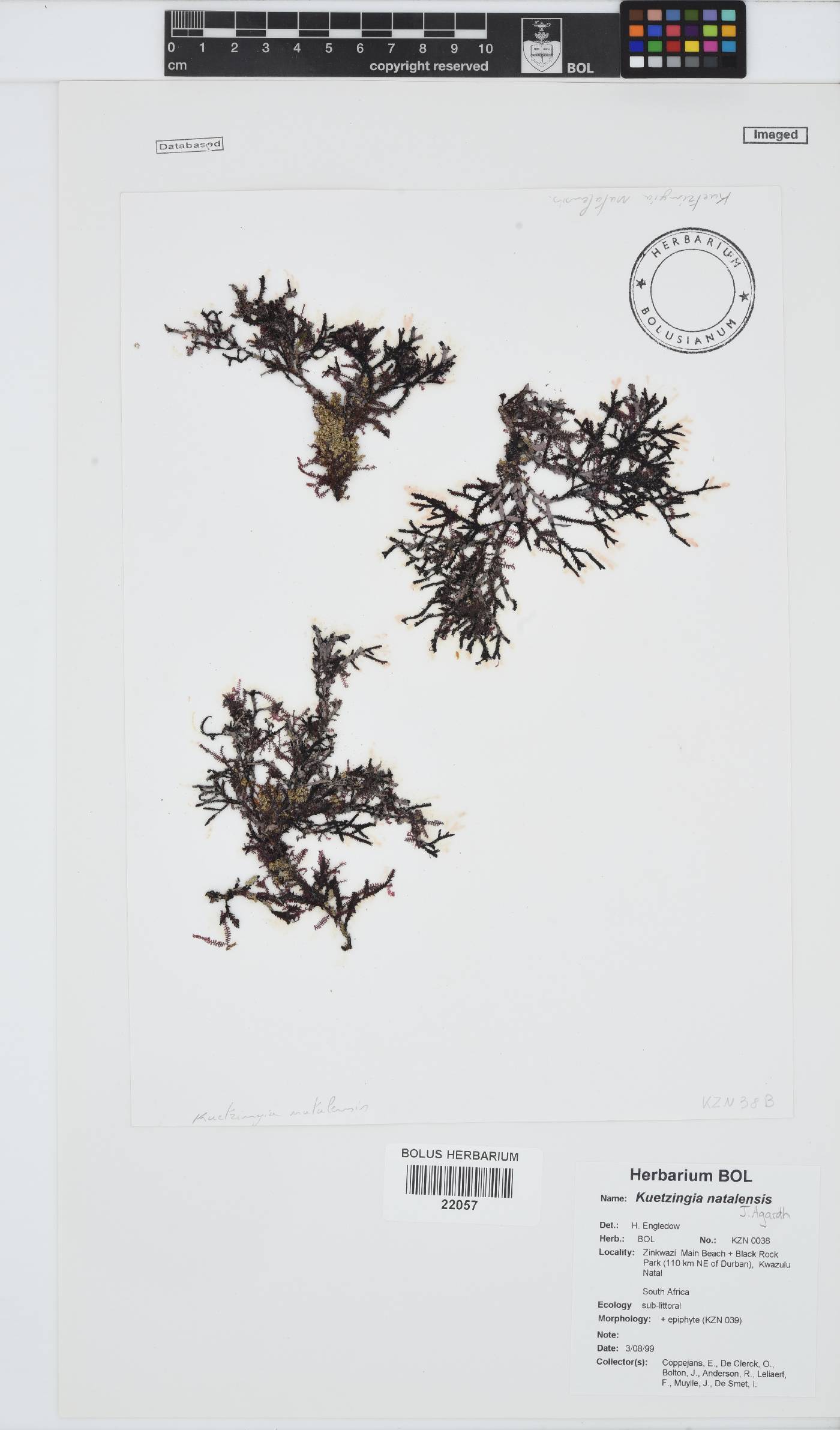 Kentrophora natalensis image