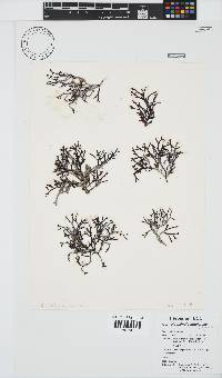 Kentrophora natalensis image