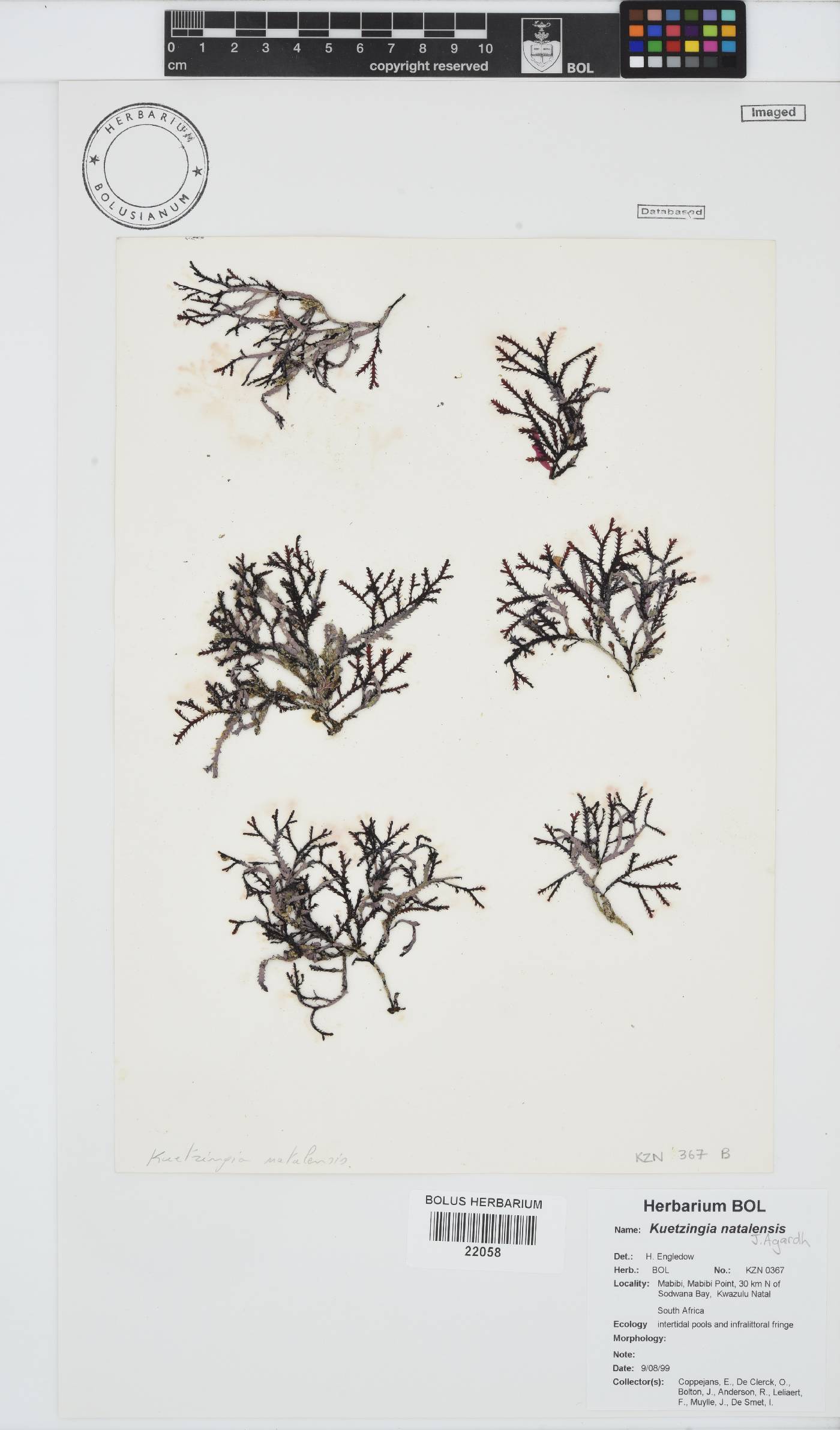 Kentrophora natalensis image