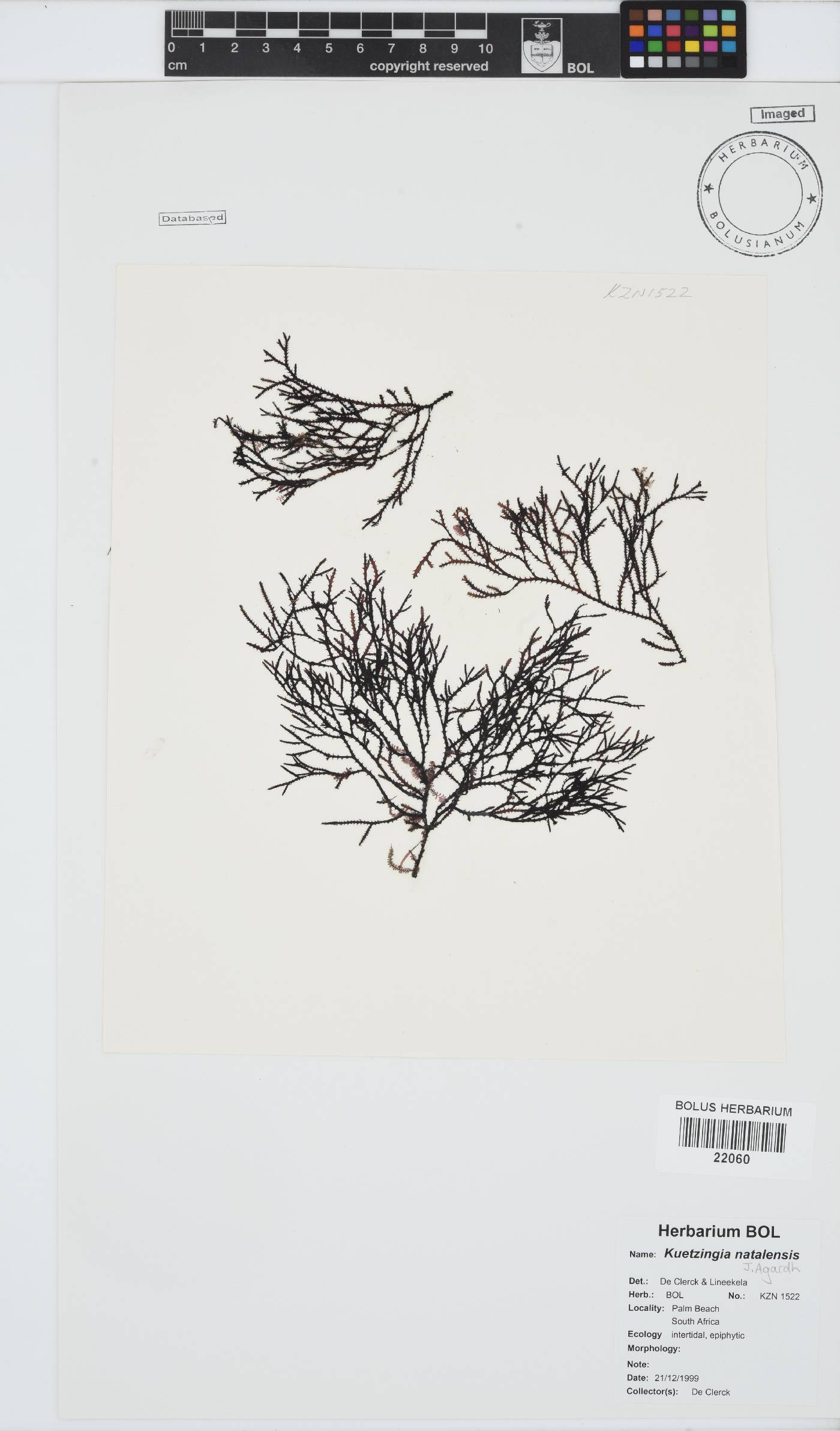 Kentrophora natalensis image