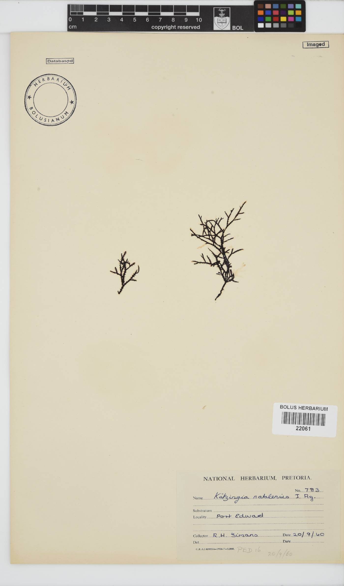 Kentrophora natalensis image