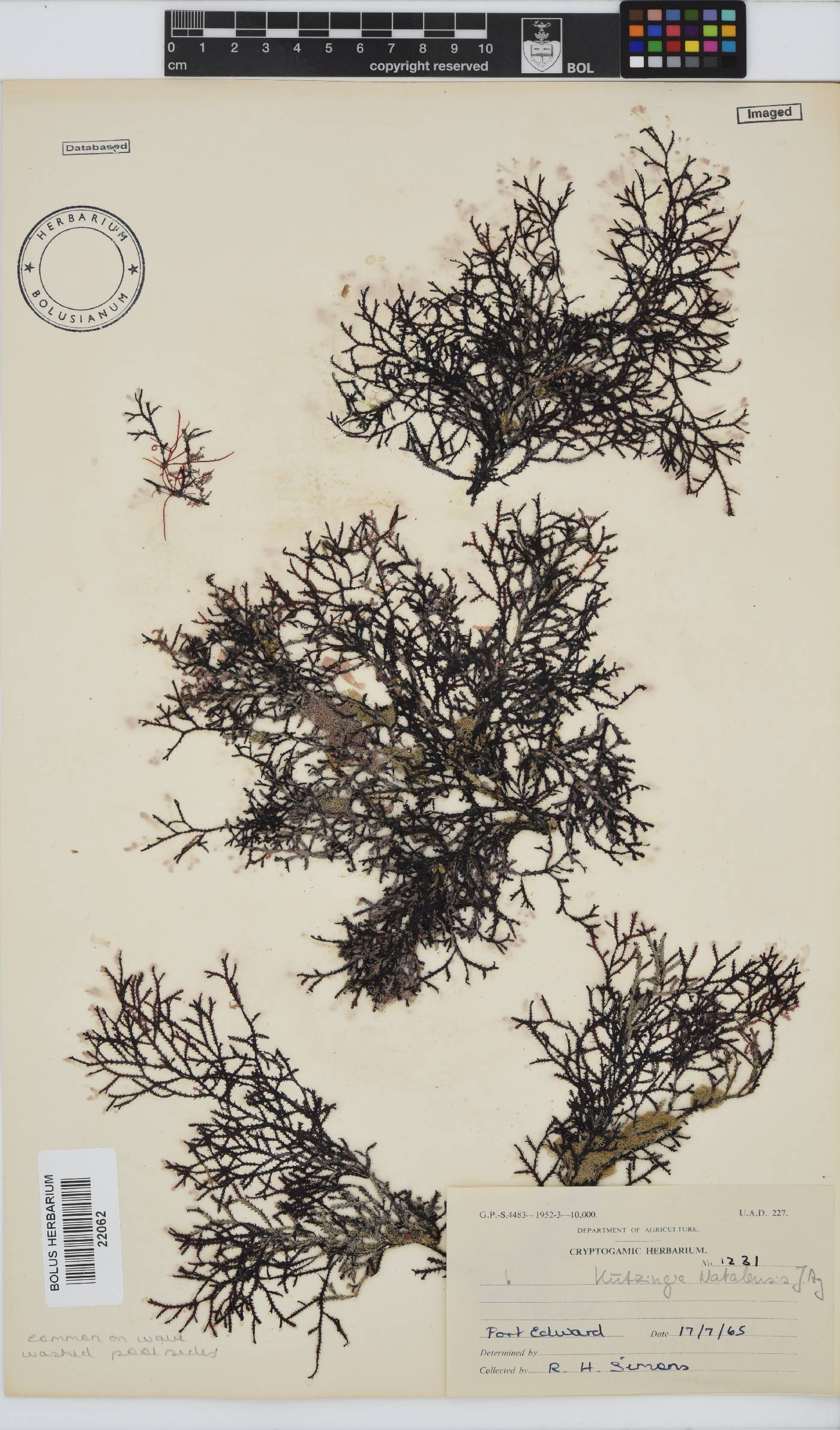 Kentrophora image