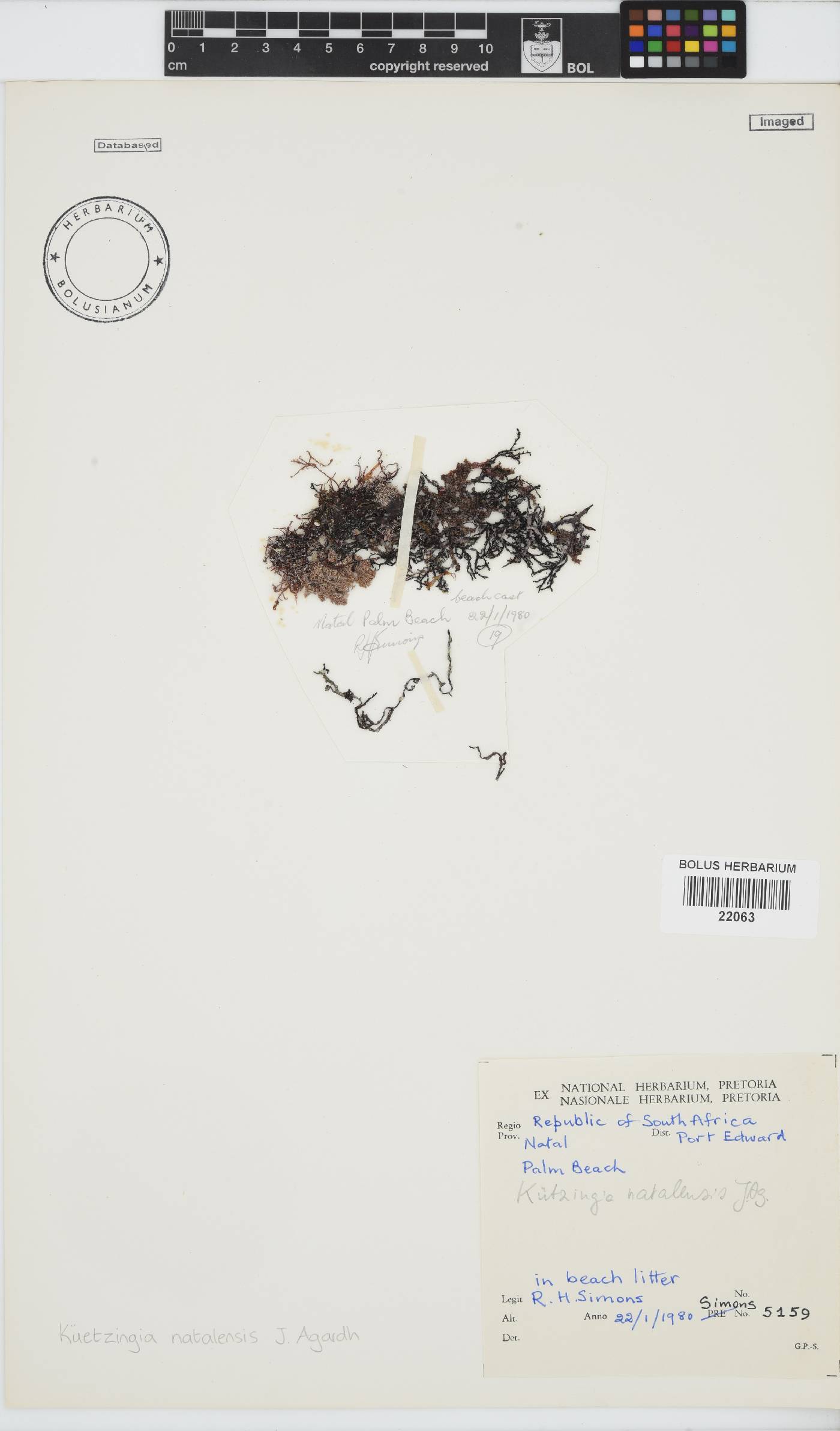 Kentrophora natalensis image