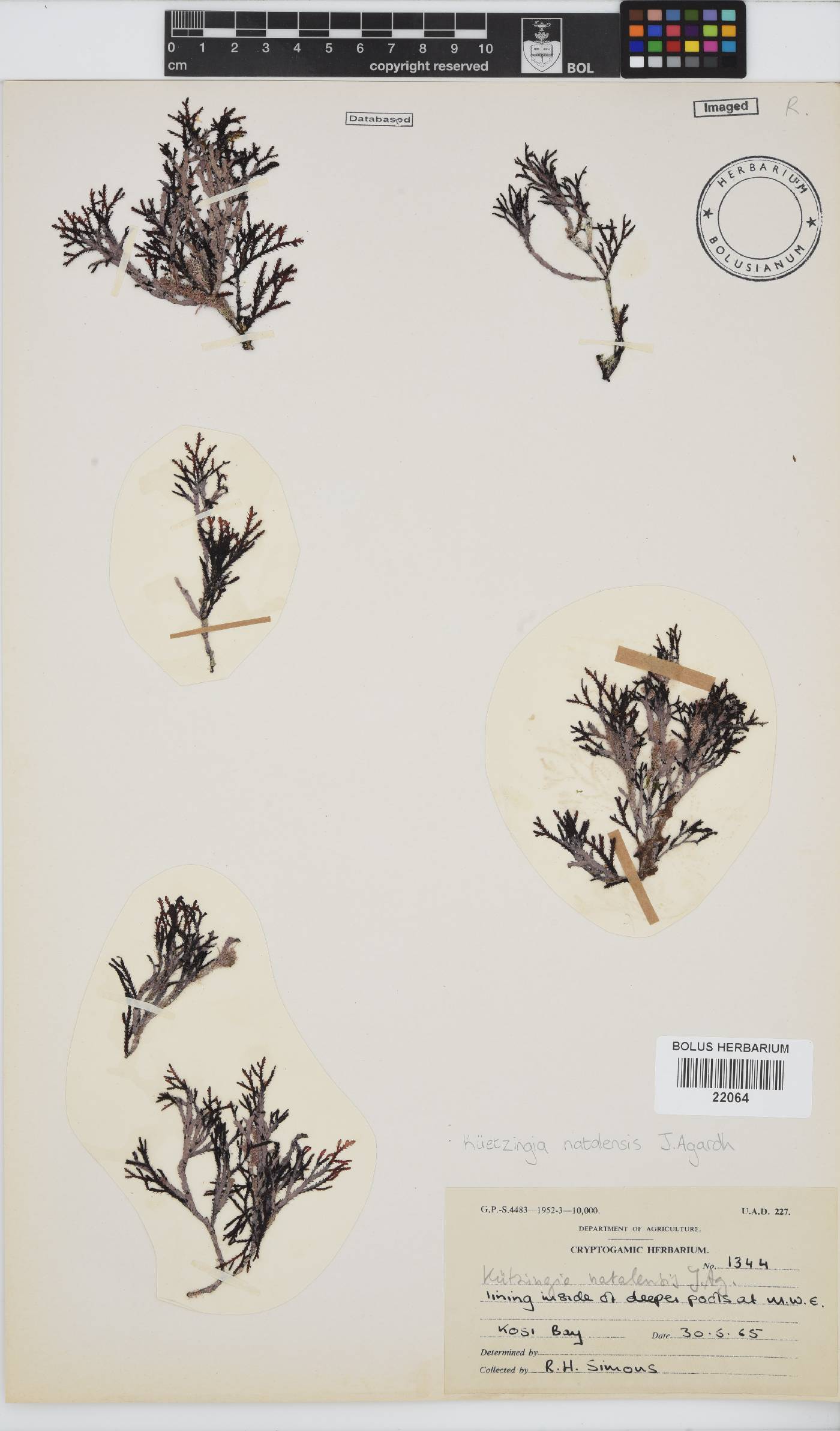 Kentrophora natalensis image