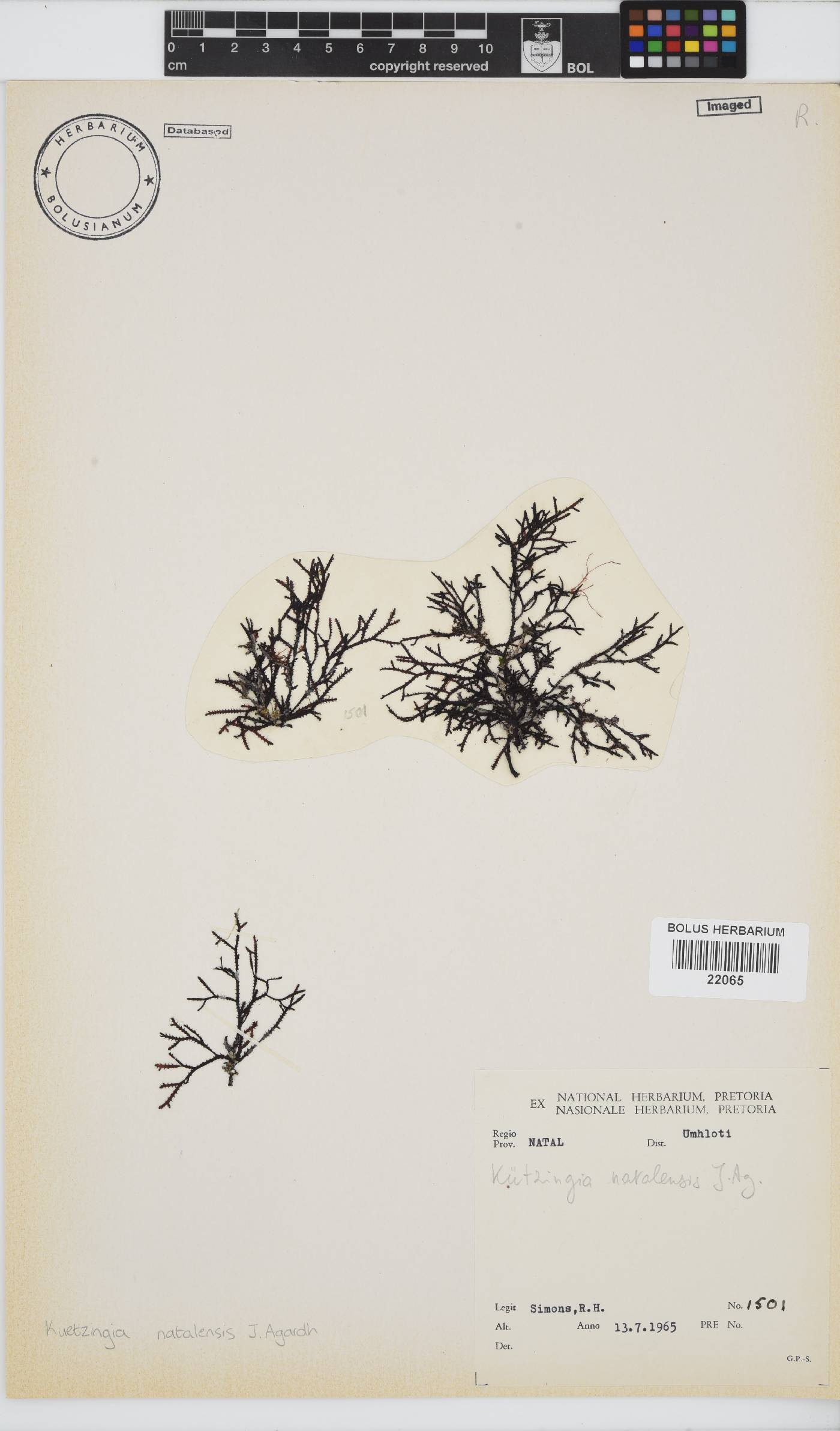 Kentrophora natalensis image