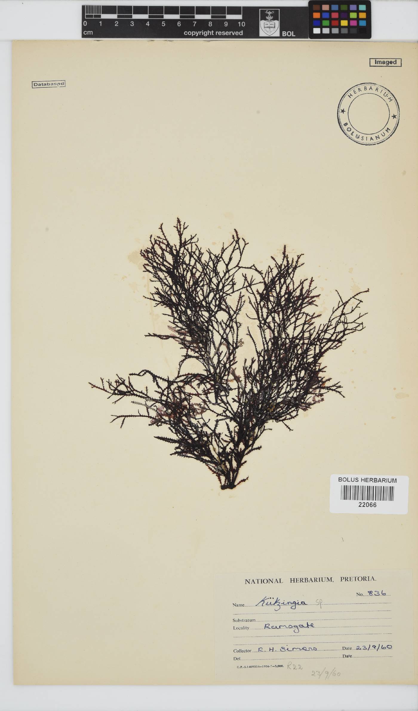 Plectrophora image