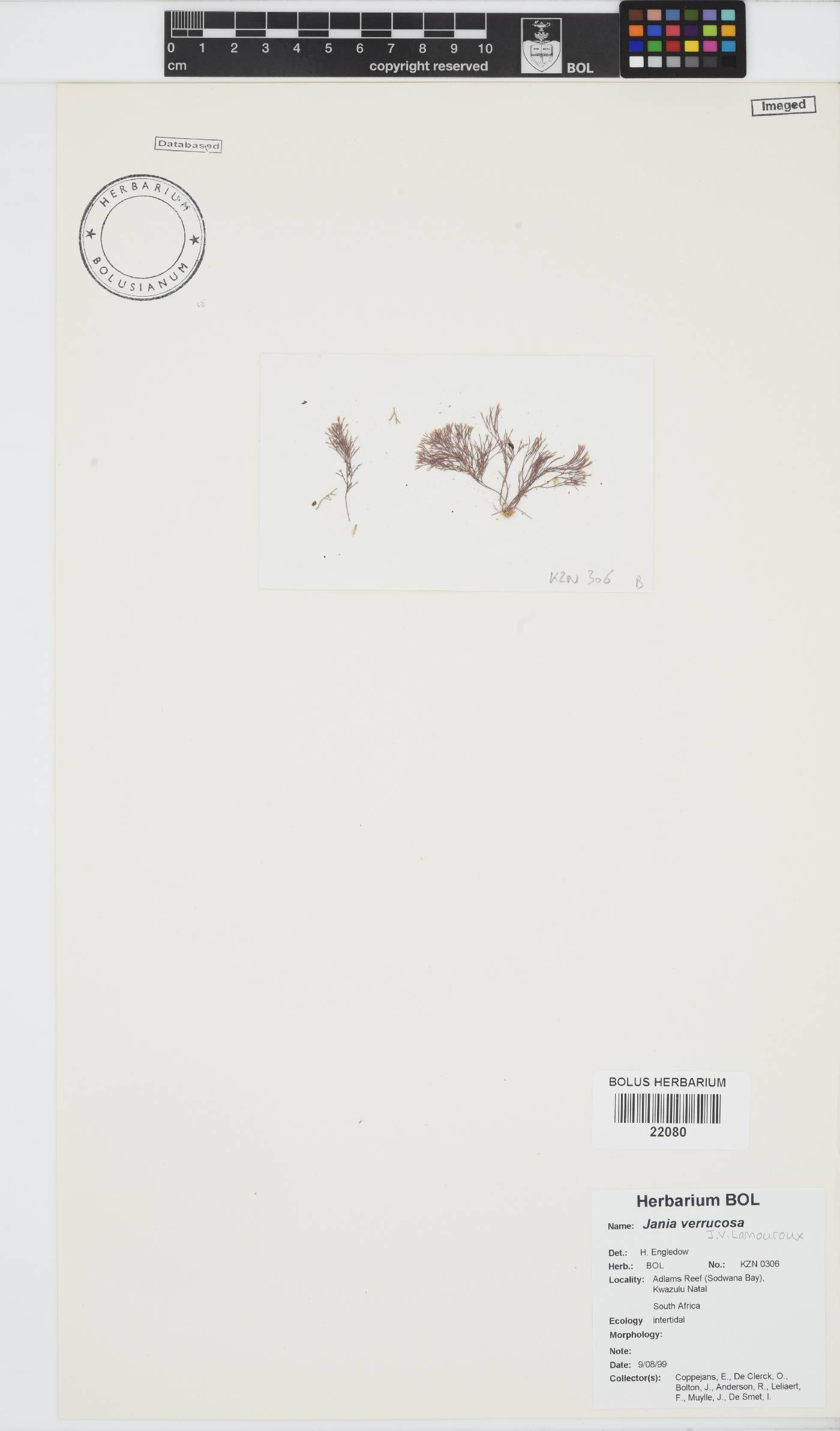 Jania image