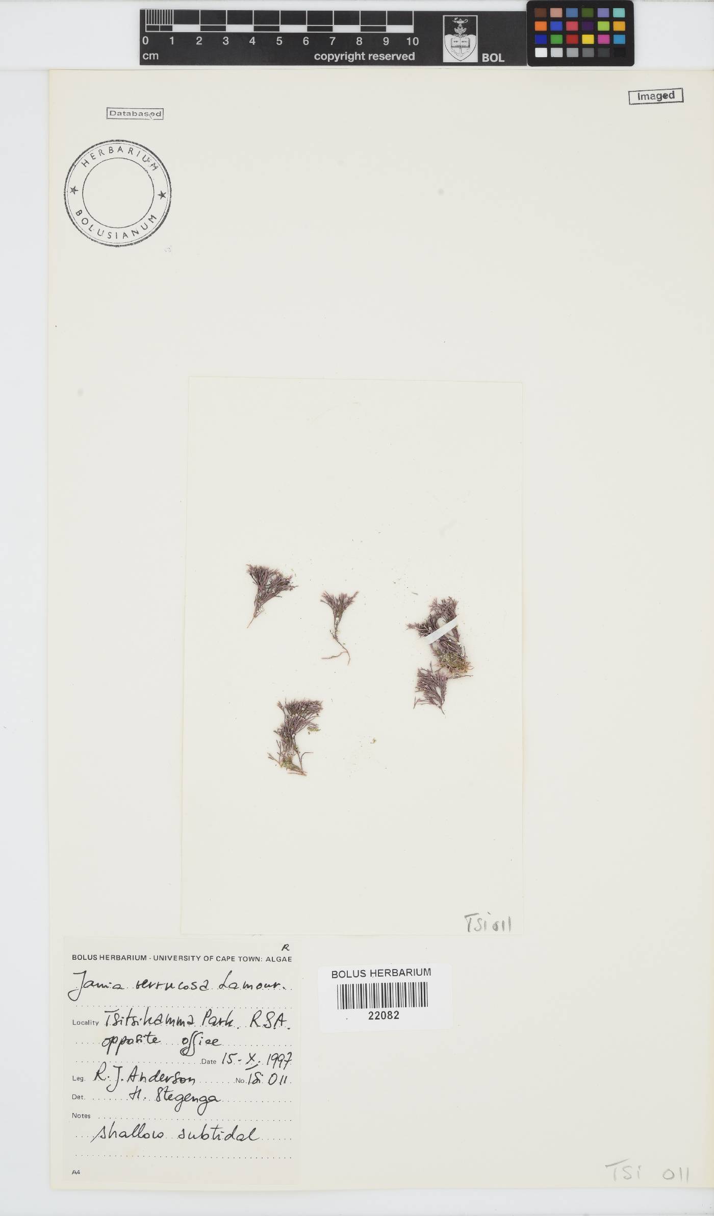 Jania verrucosa image