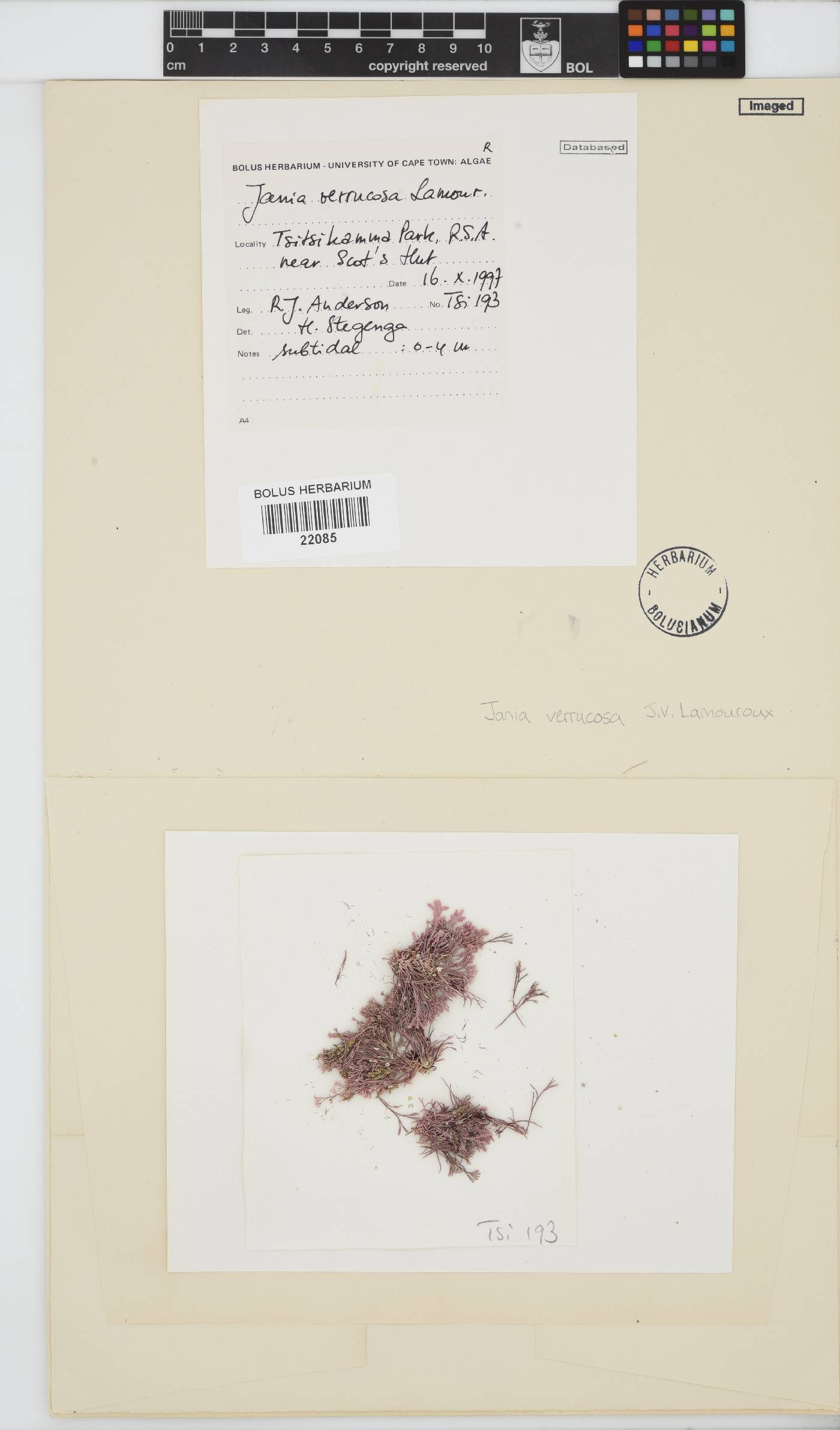 Jania verrucosa image