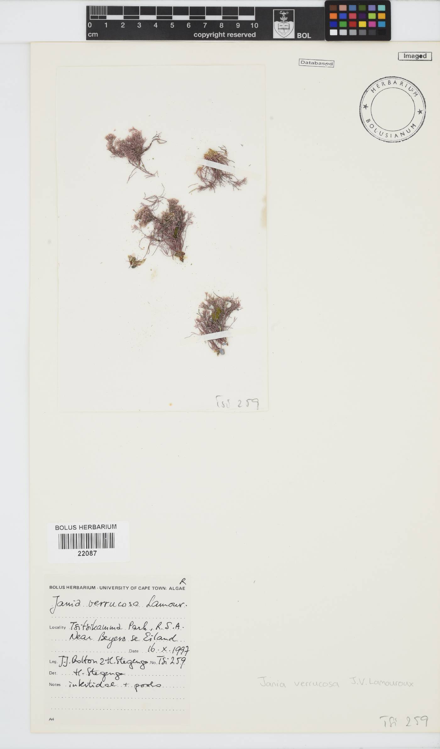 Jania verrucosa image