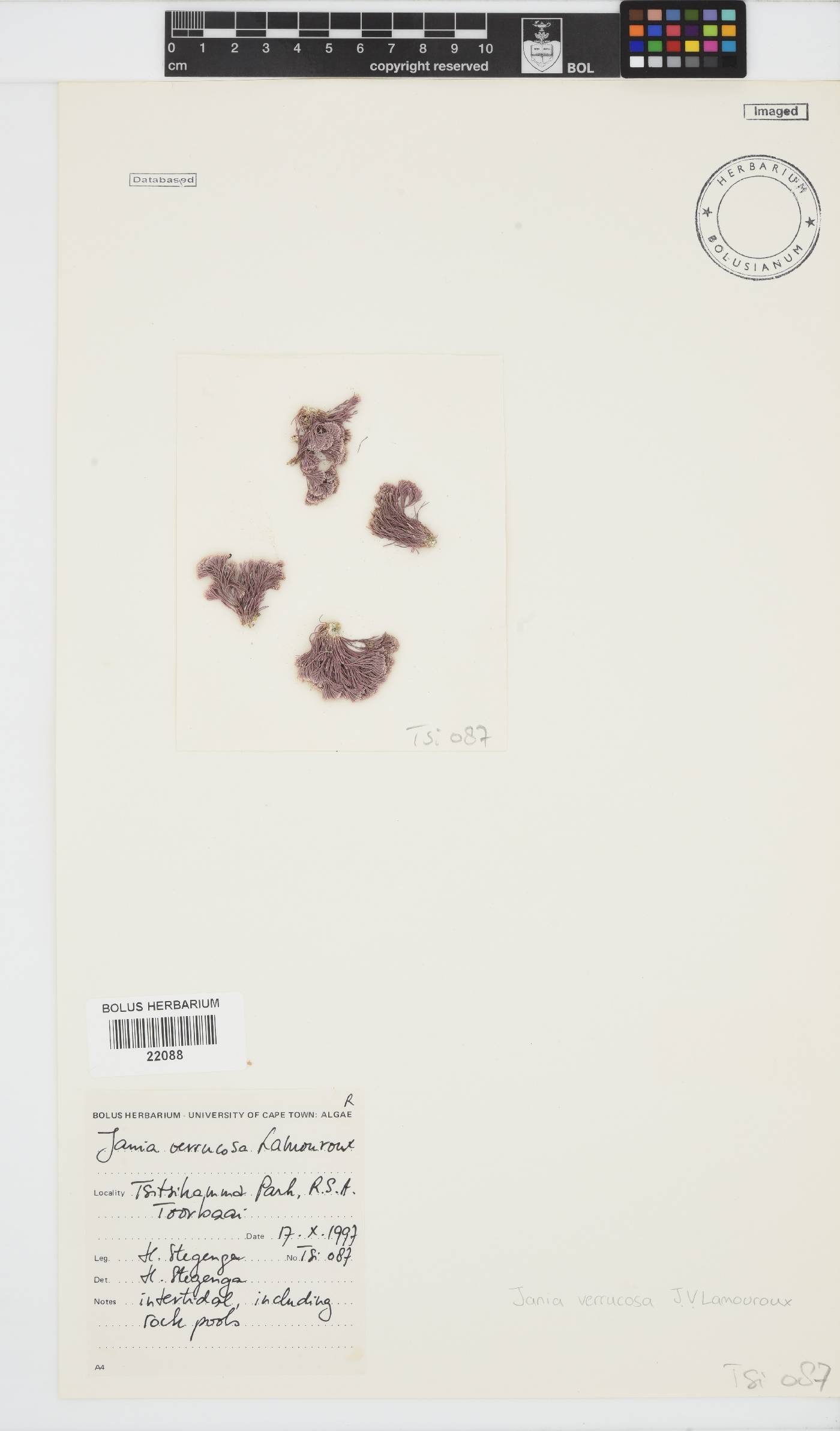 Jania verrucosa image