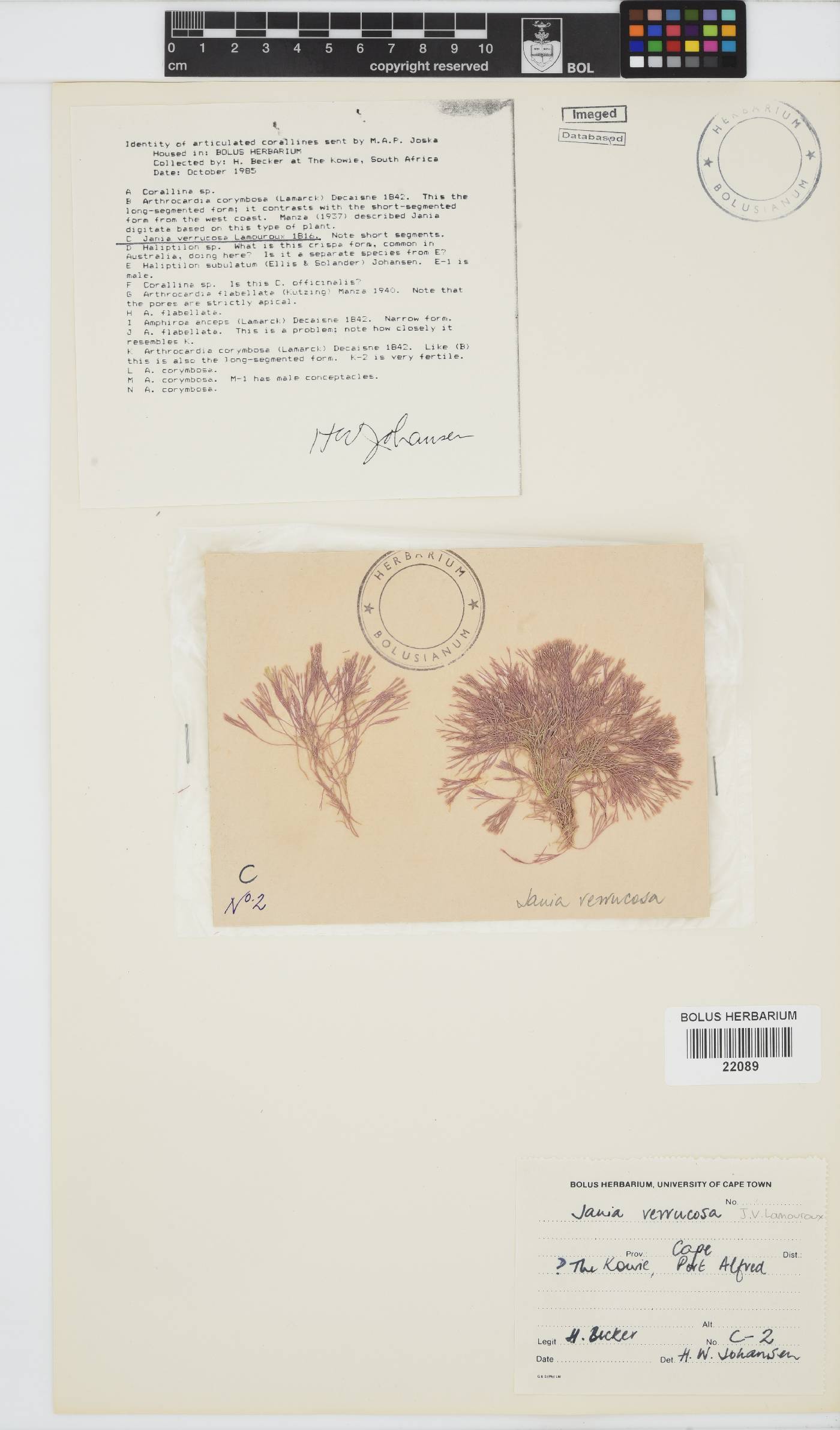 Jania verrucosa image