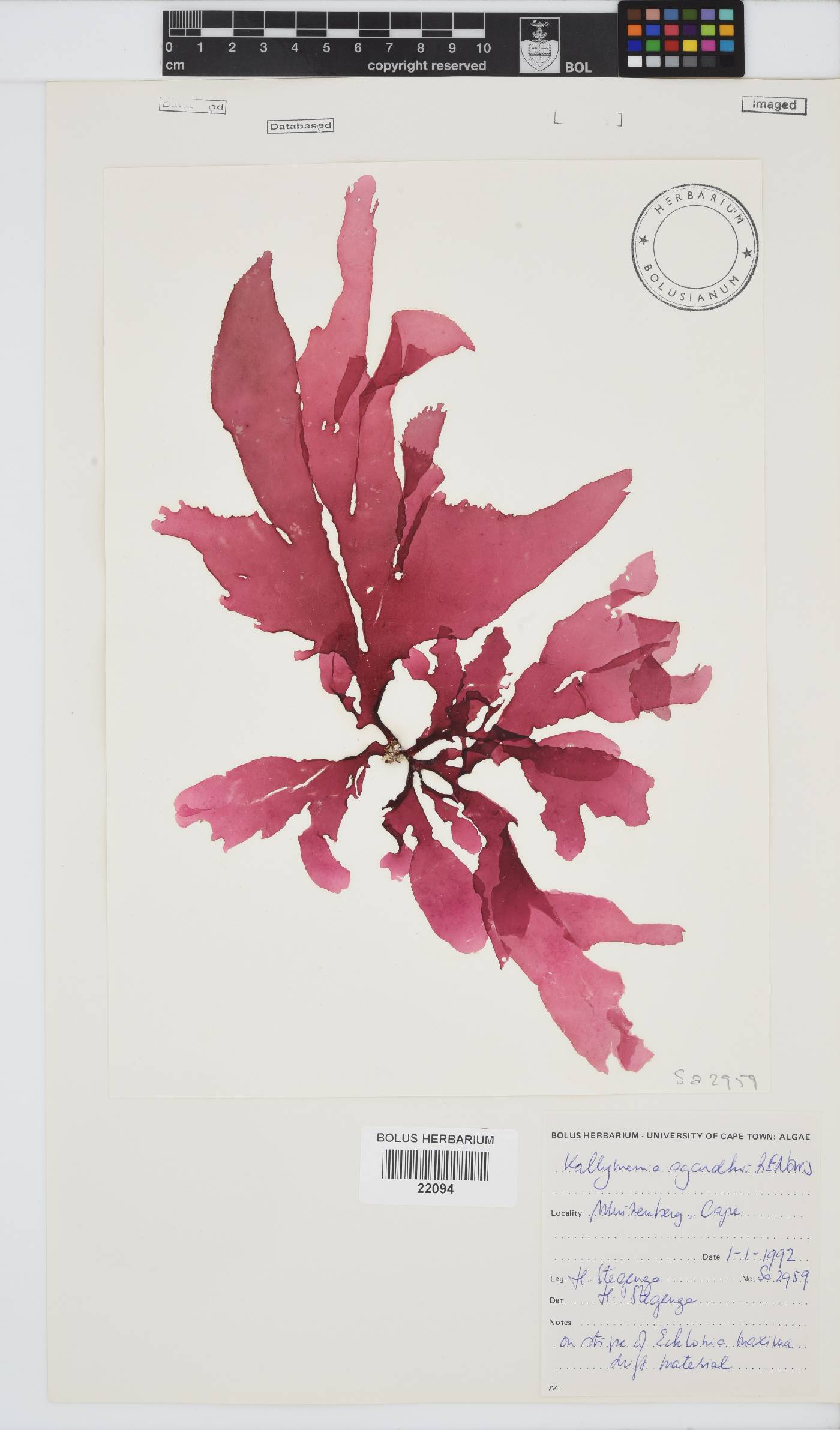Kallymenia image