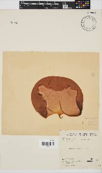 Mazzaella capensis image
