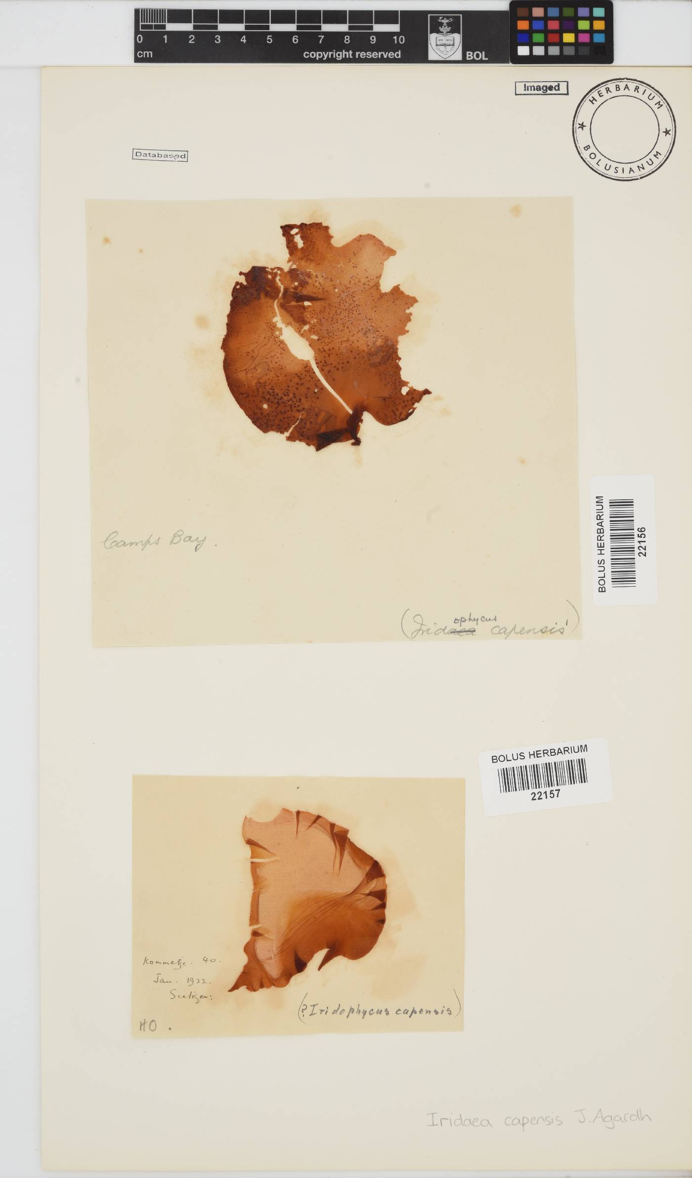 Mazzaella image