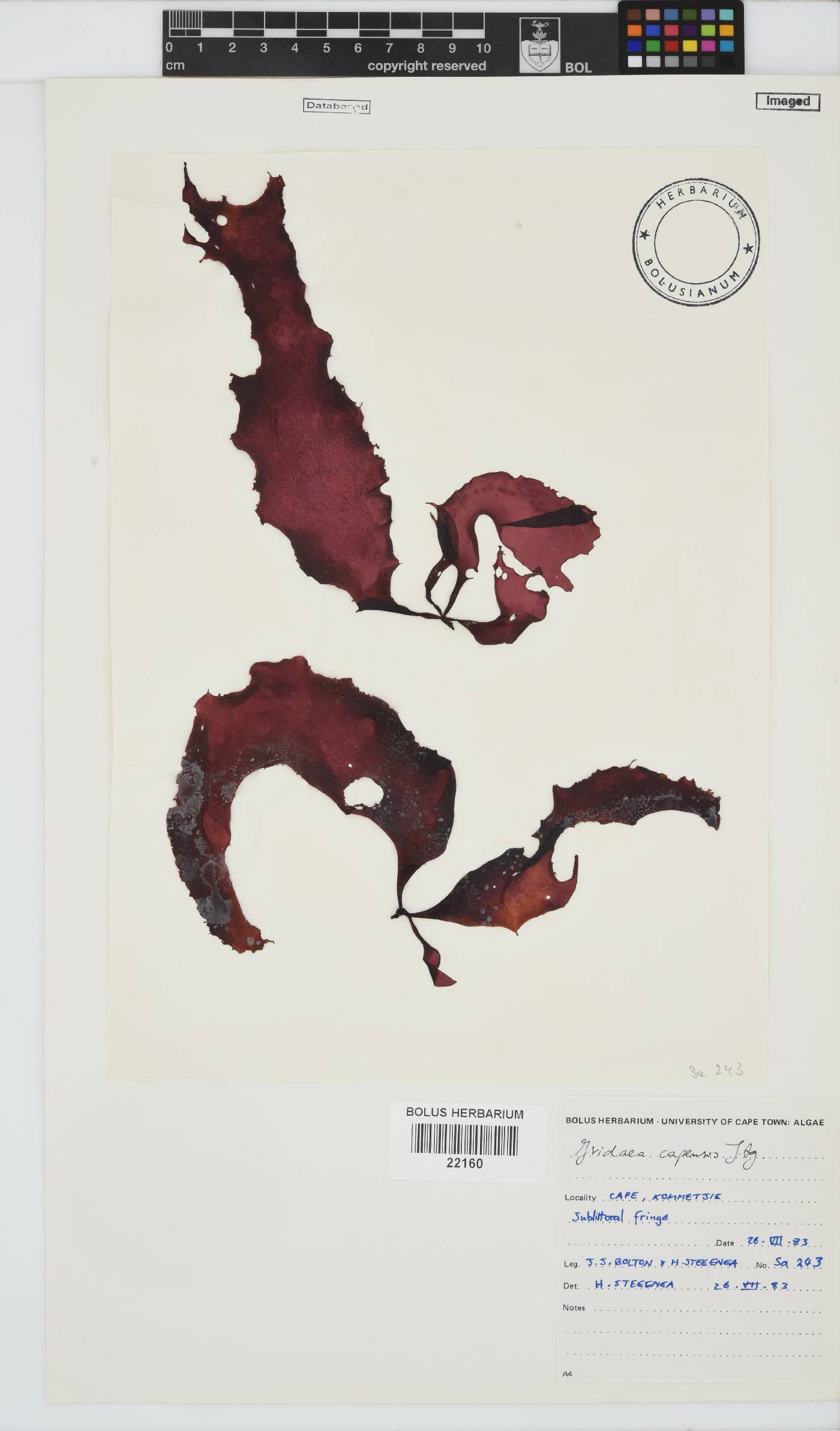 Mazzaella capensis image