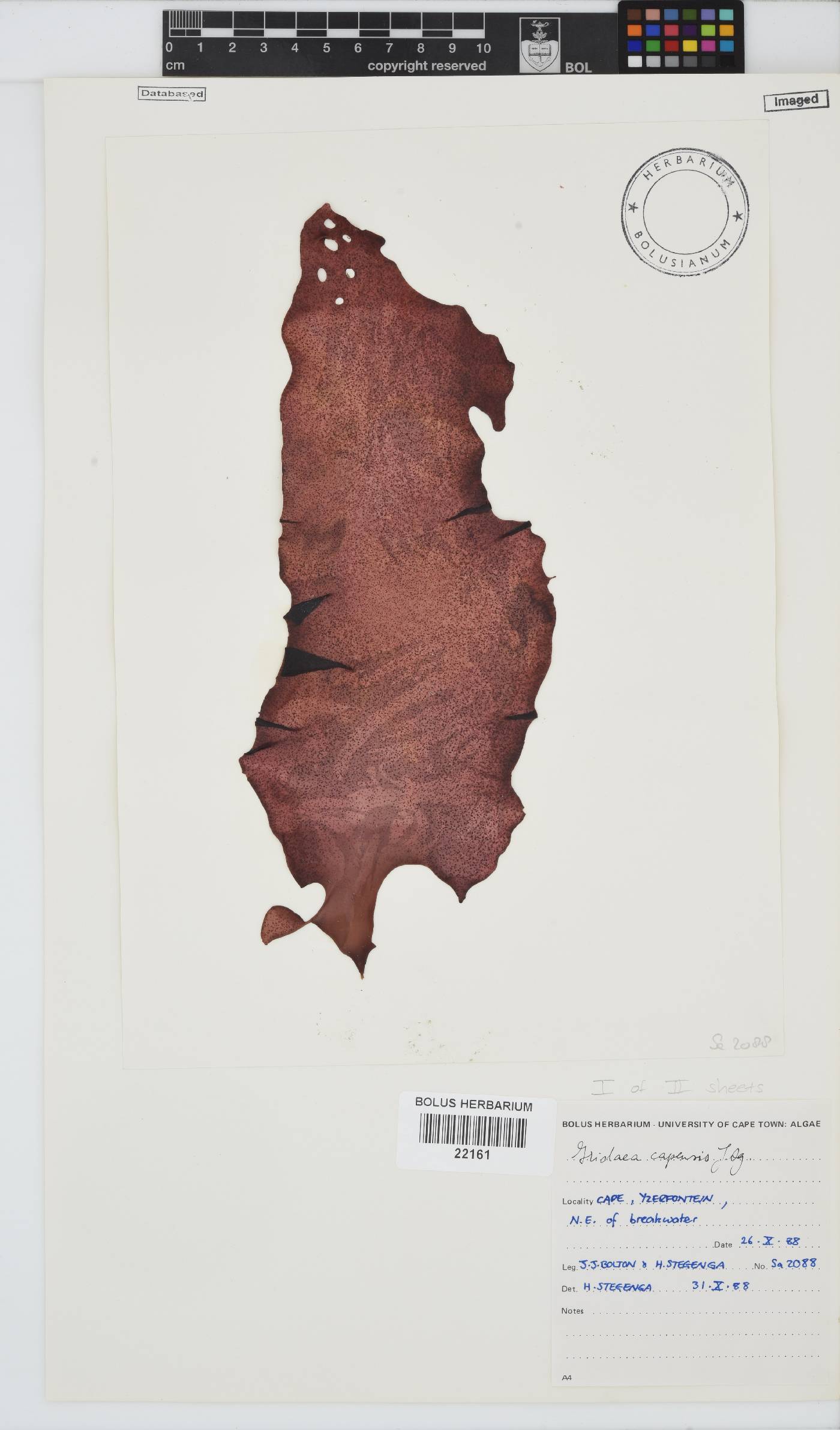 Mazzaella capensis image