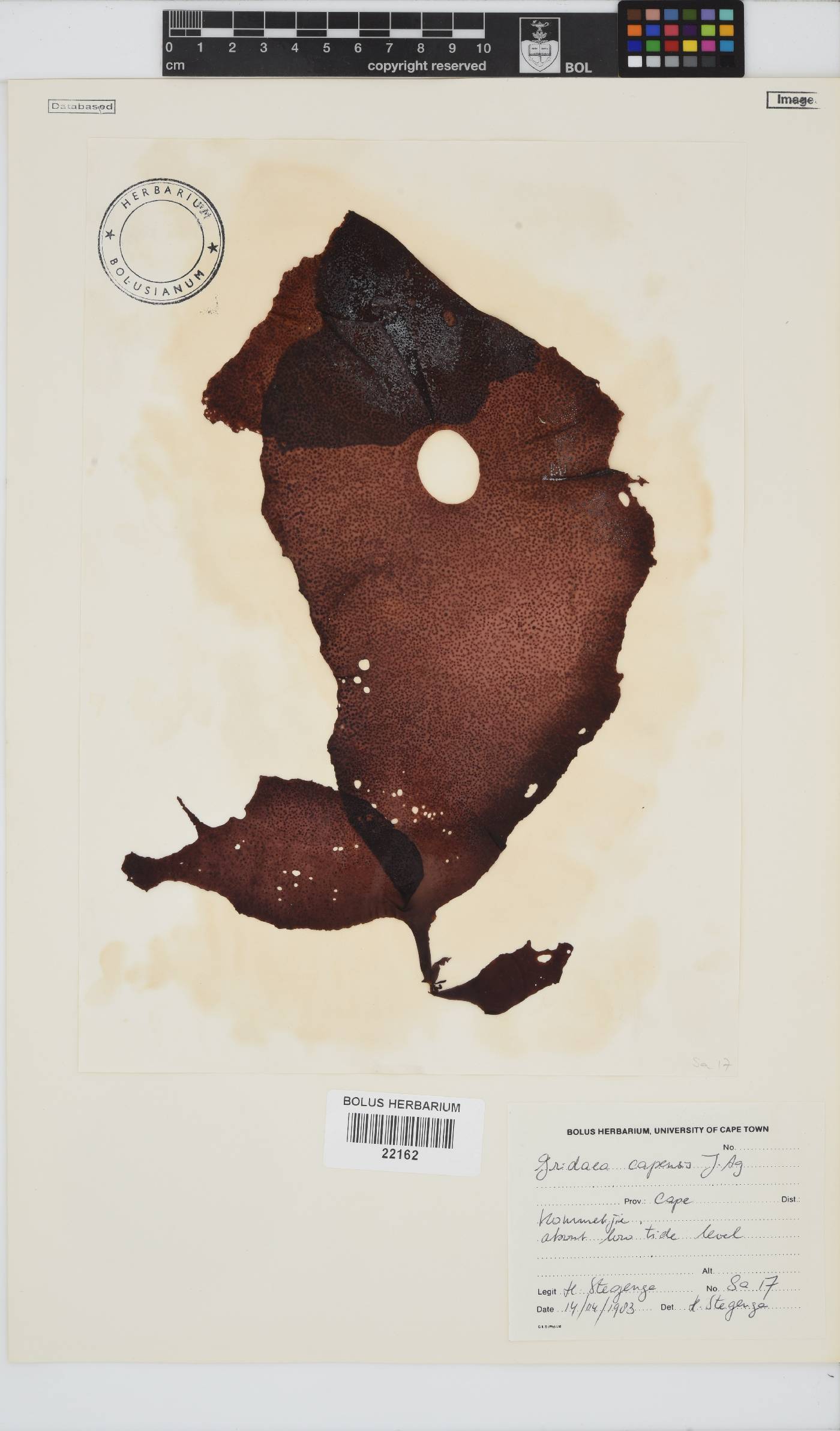 Mazzaella capensis image