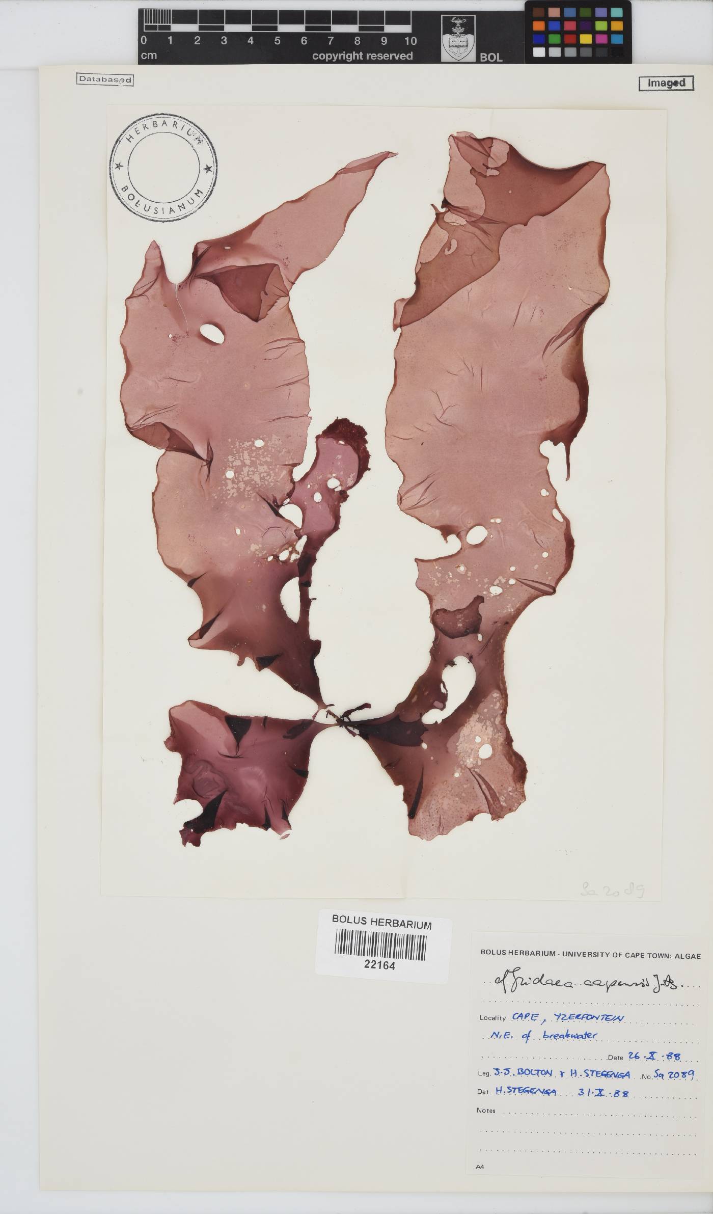 Mazzaella capensis image
