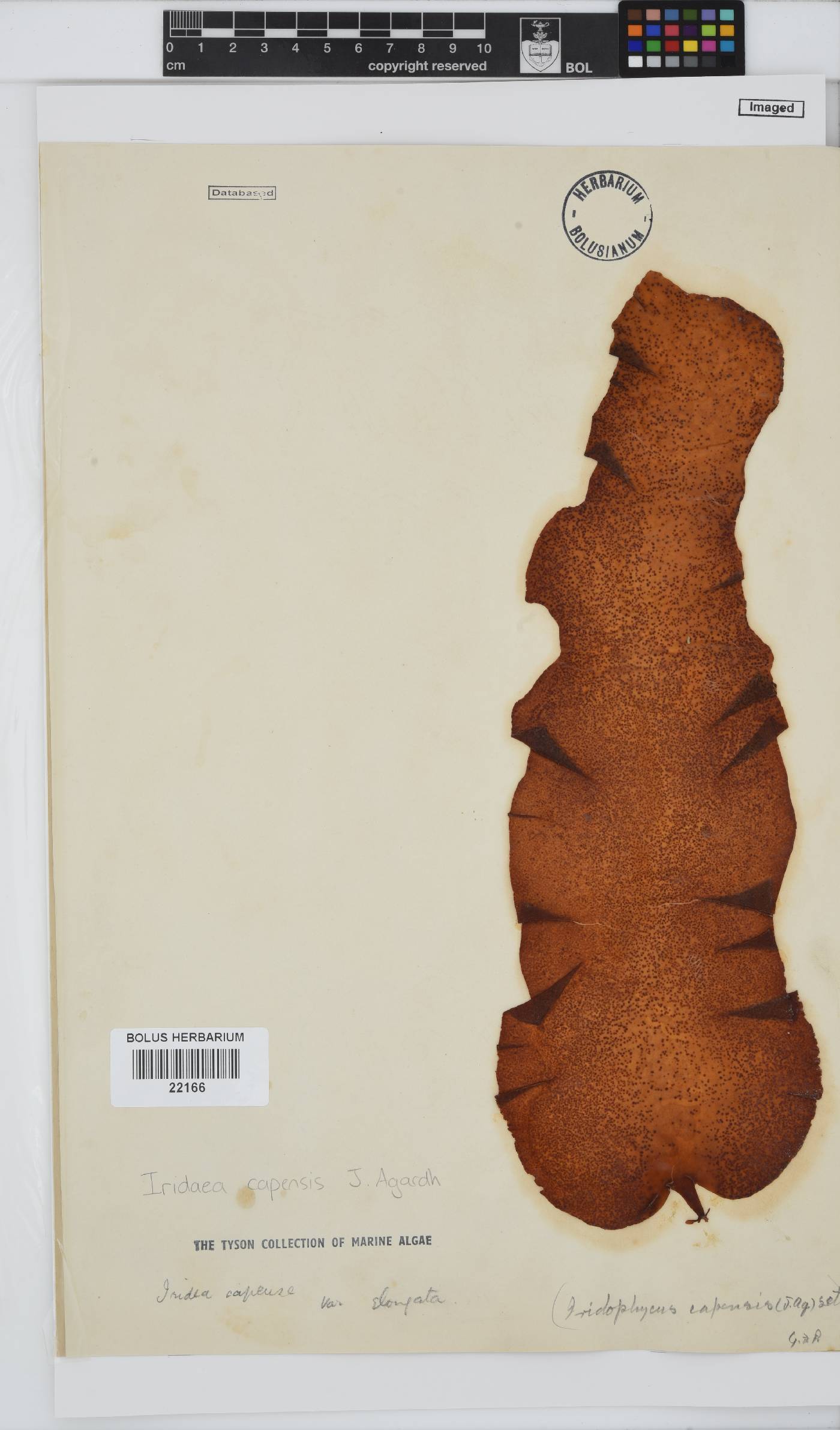 Mazzaella capensis image