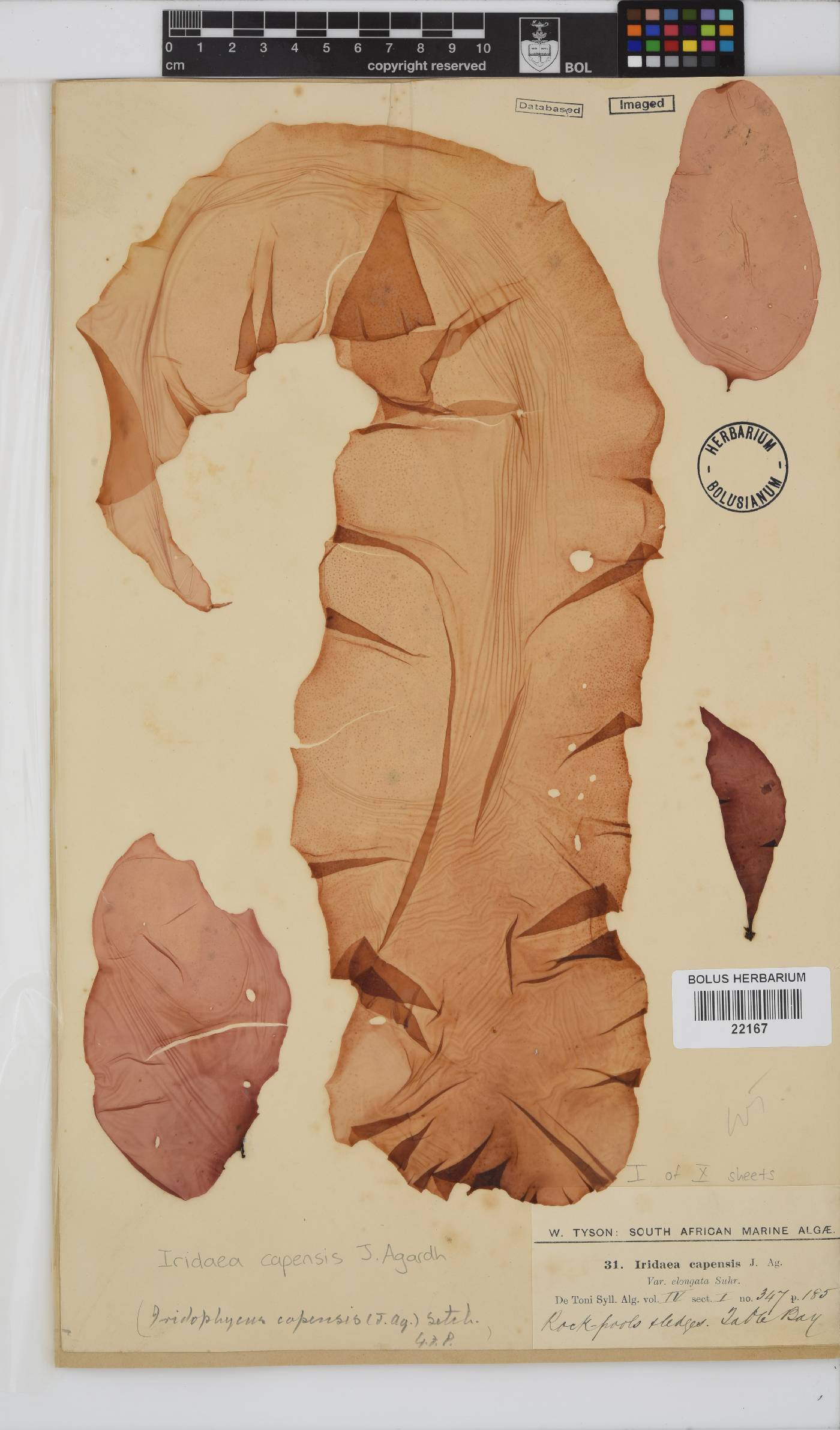 Mazzaella capensis image