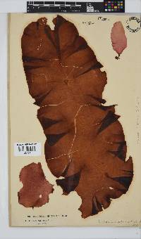 Mazzaella capensis image