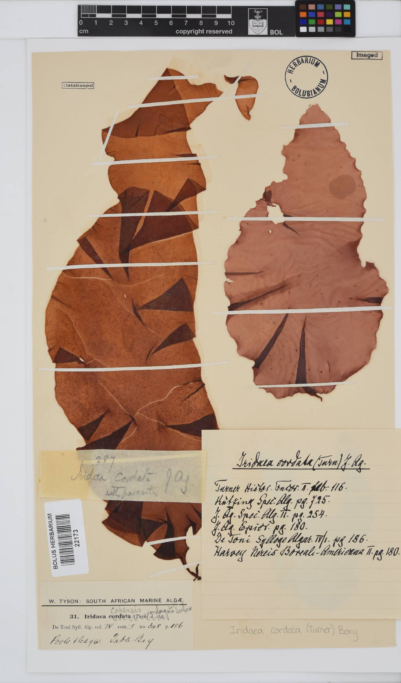 Iridaea cordata image
