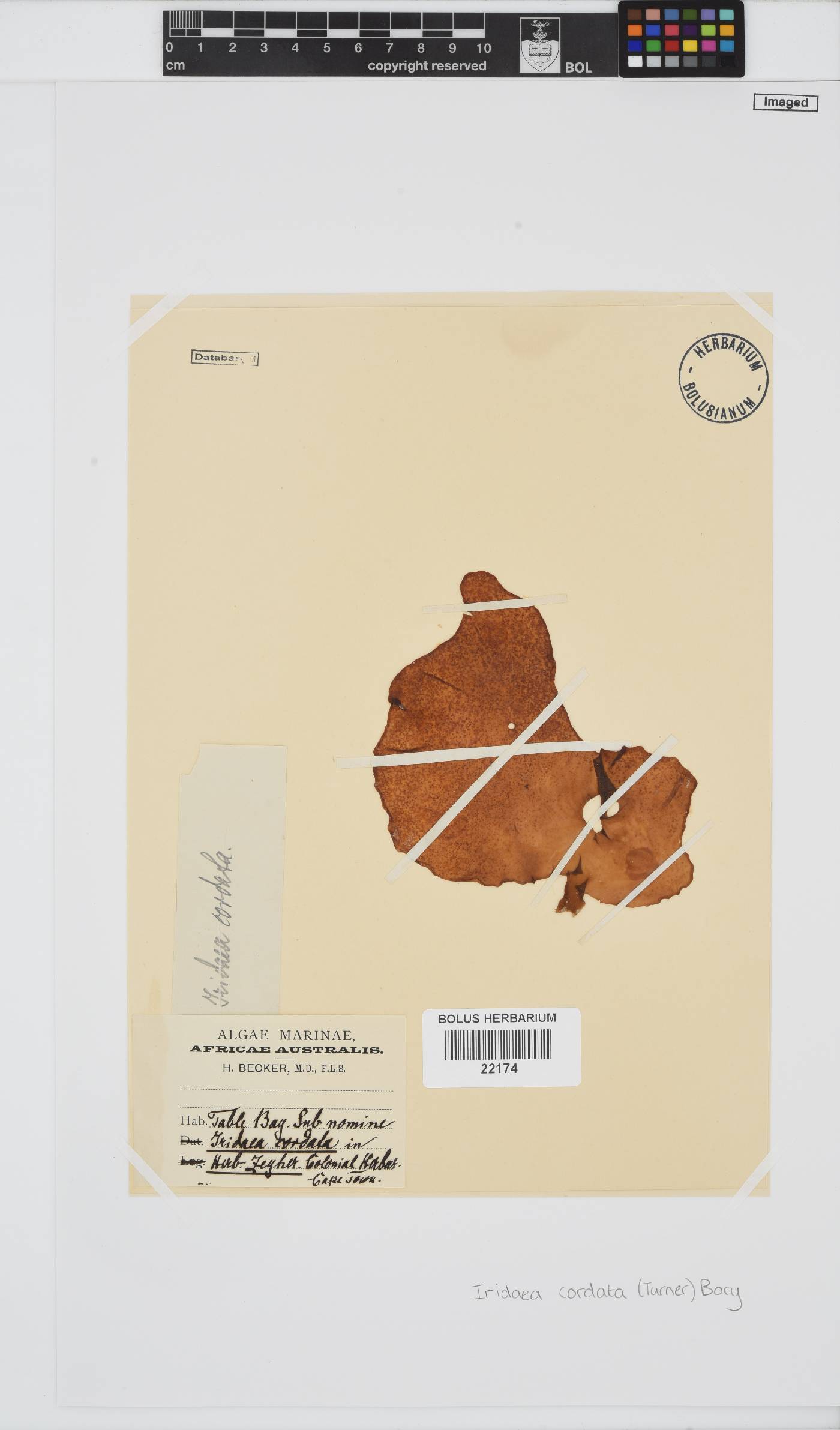 Iridaea cordata image
