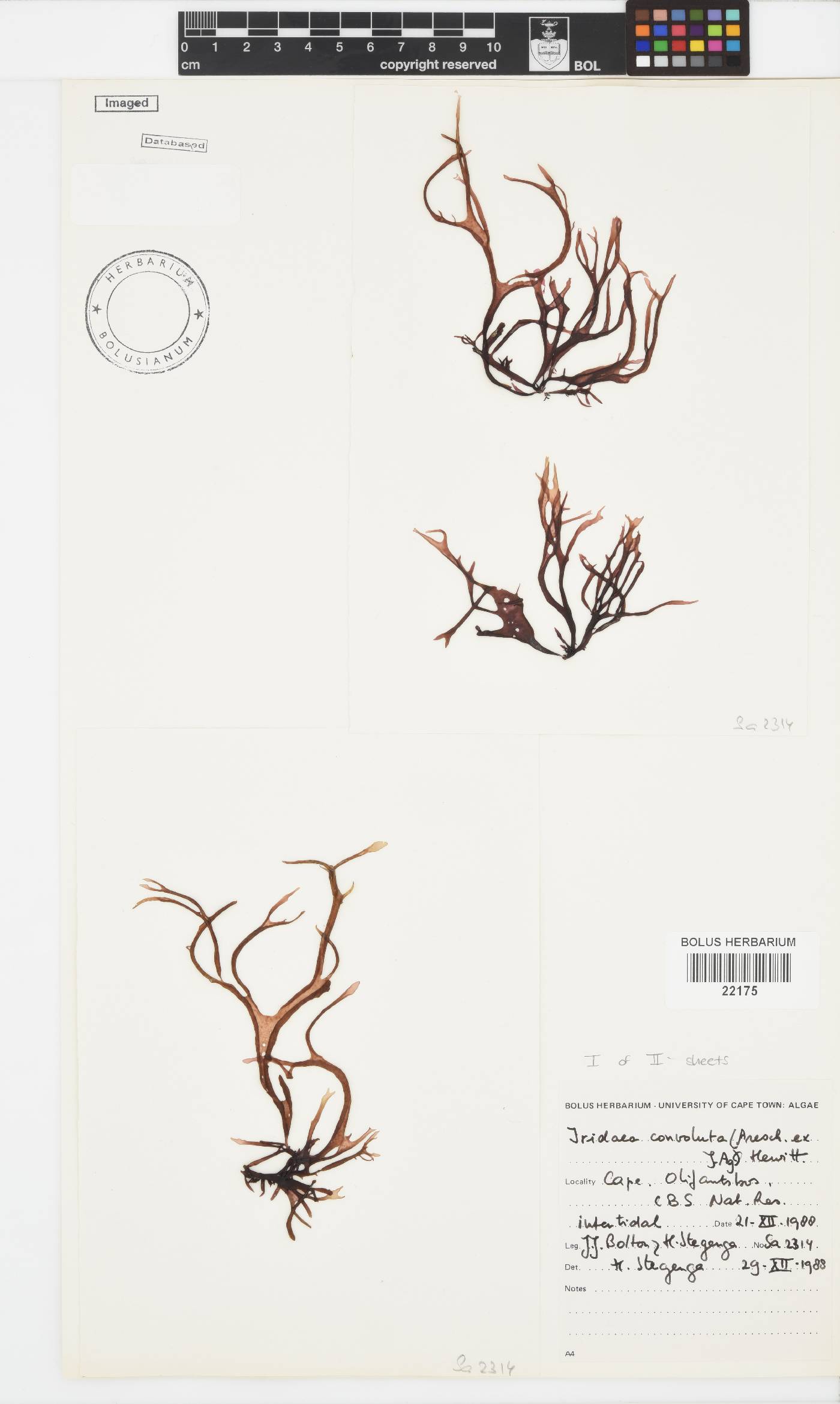 Iridaea convoluta image
