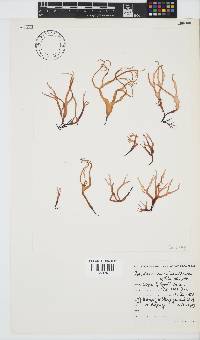 Iridaea convoluta image