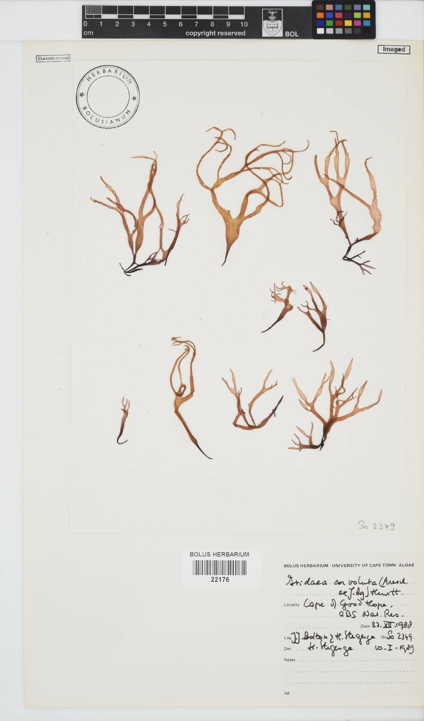 Iridaea image