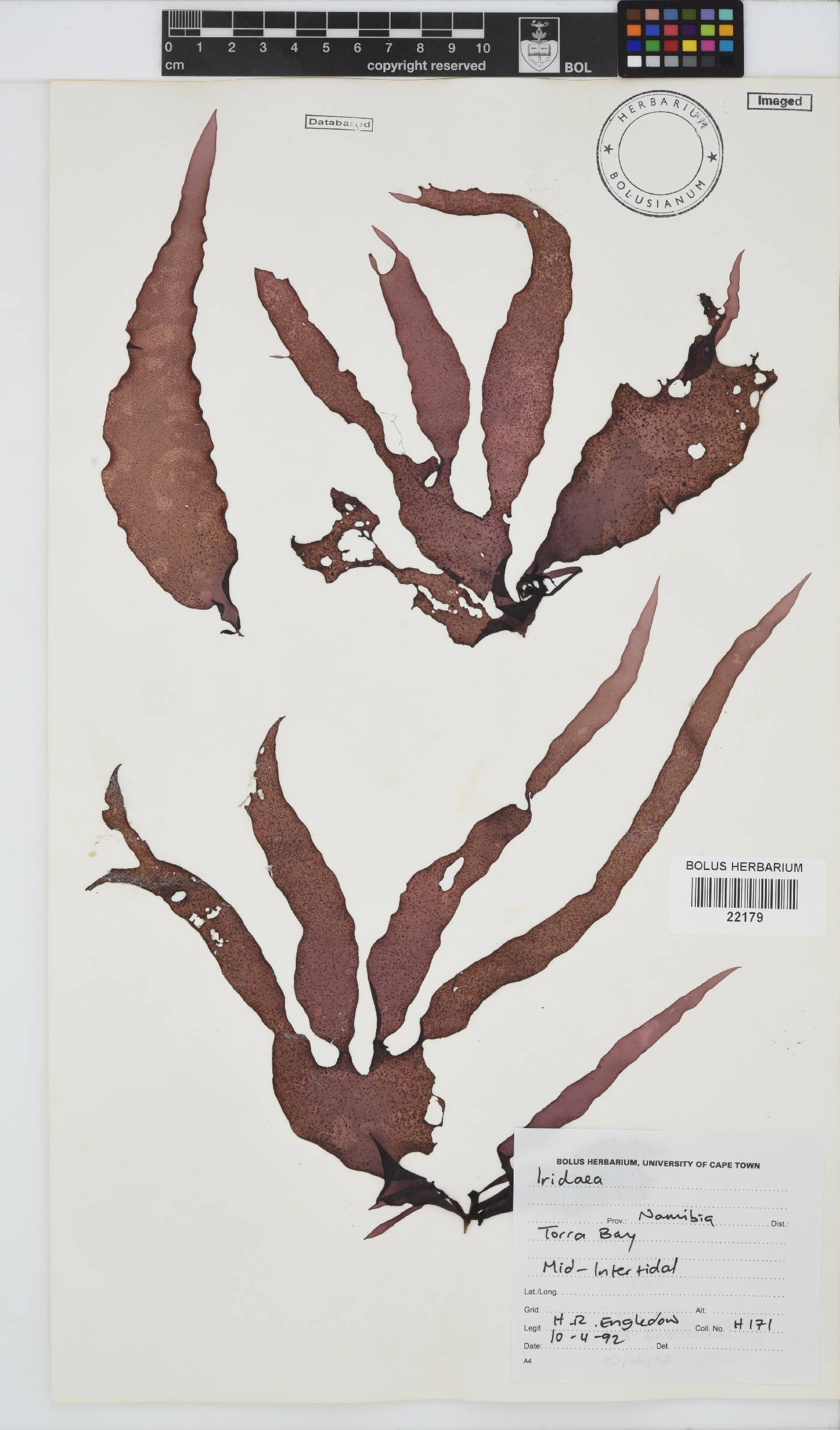 Iridaea convoluta image
